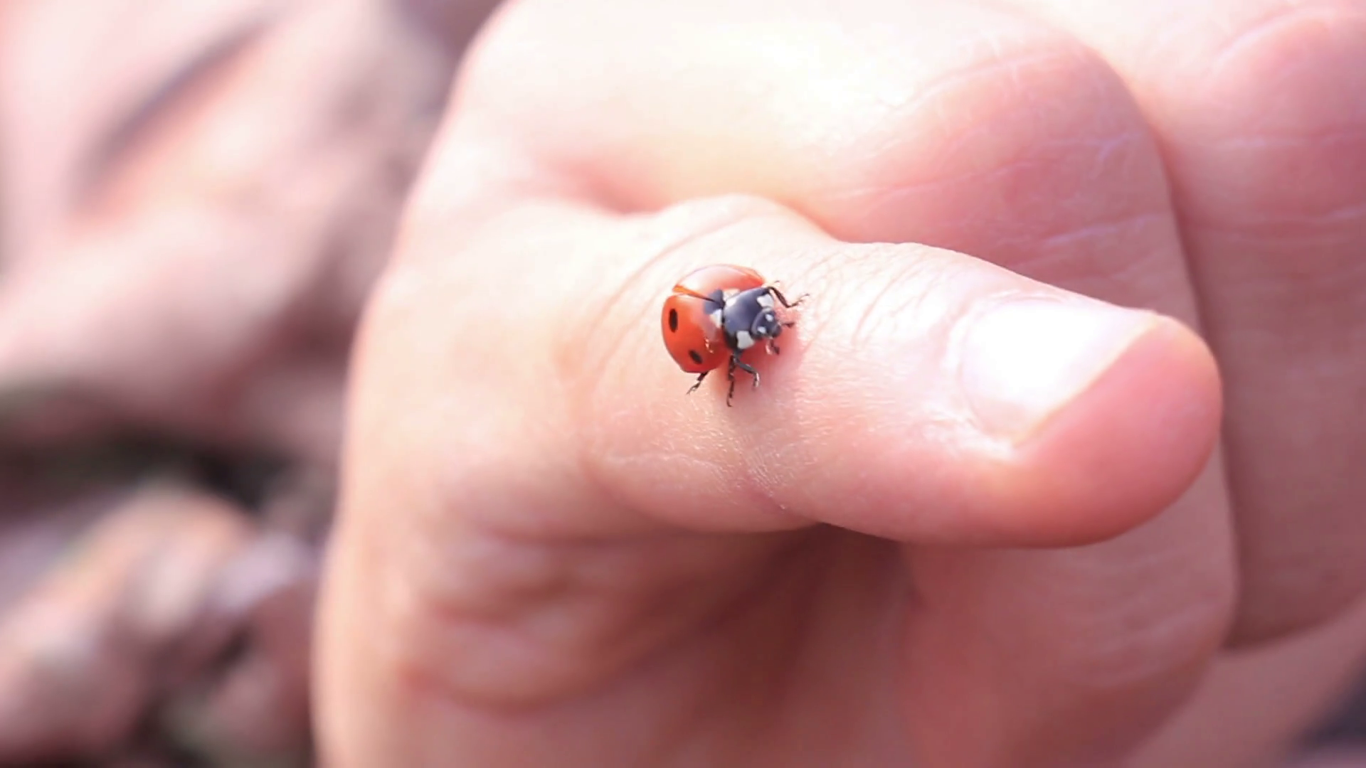Ladybird Hand Crawling Ladybug Macro Stock Video Footage - VideoBlocks