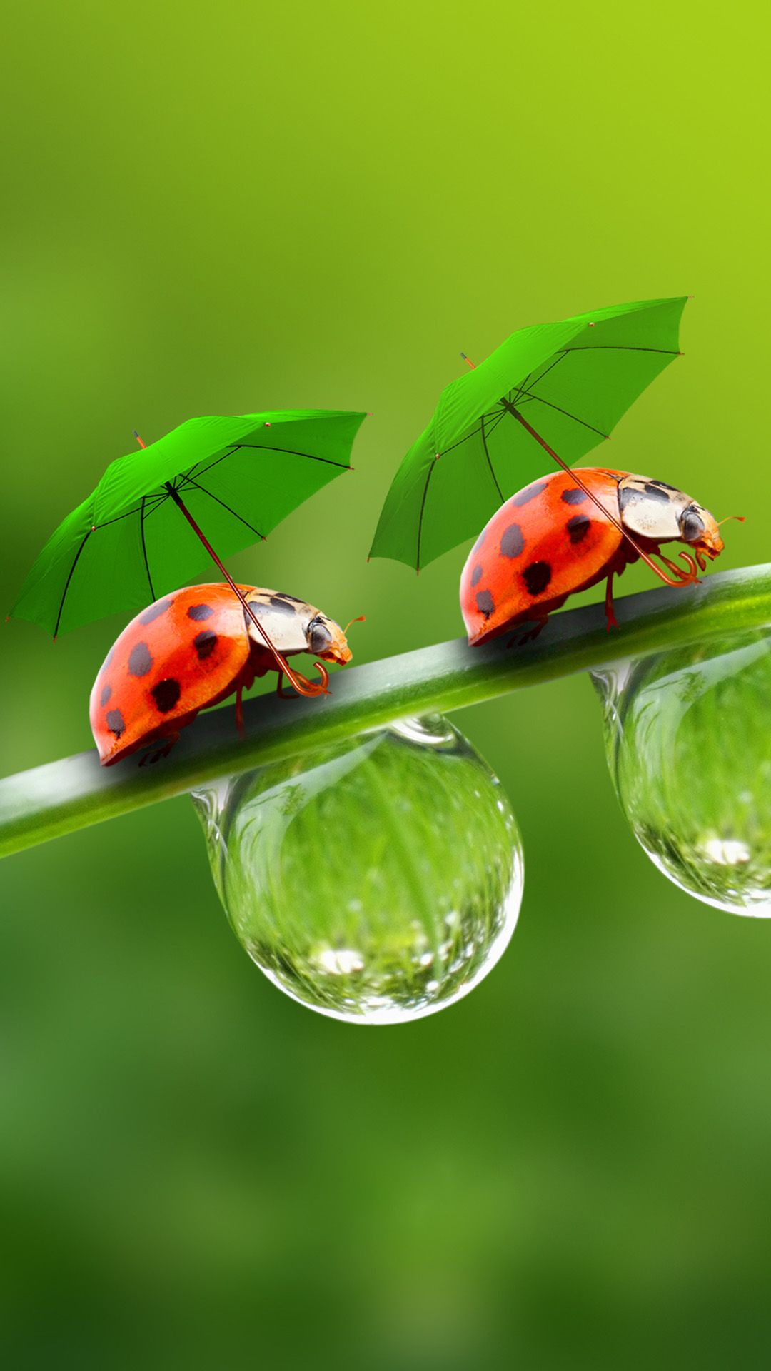 Nature Beetle In Umbrella On Dew Leaf #iPhone #6 #plus #wallpaper ...