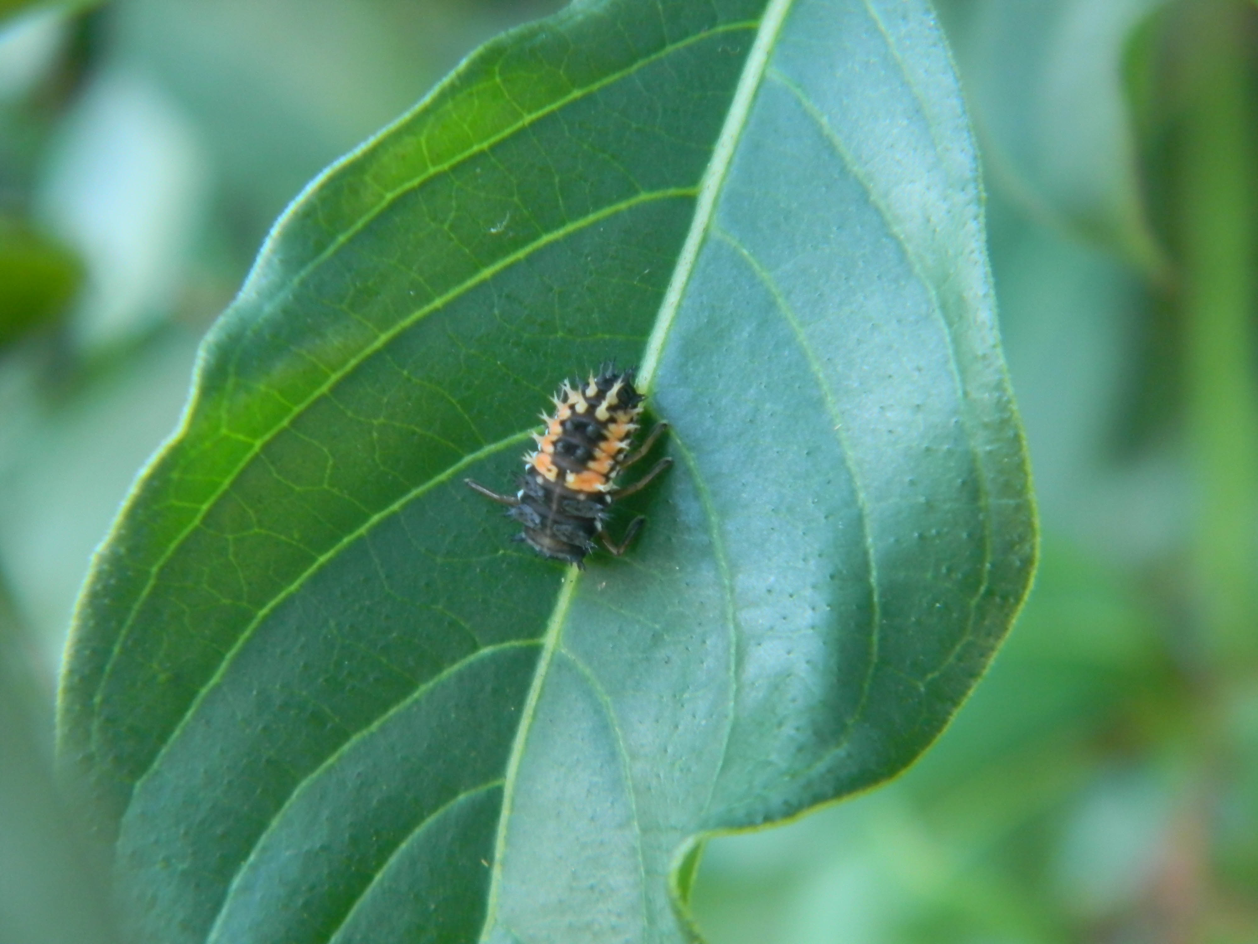 Ladybug Larvae, Black Swallowtail Caterpillar and Carpenter Ants ...
