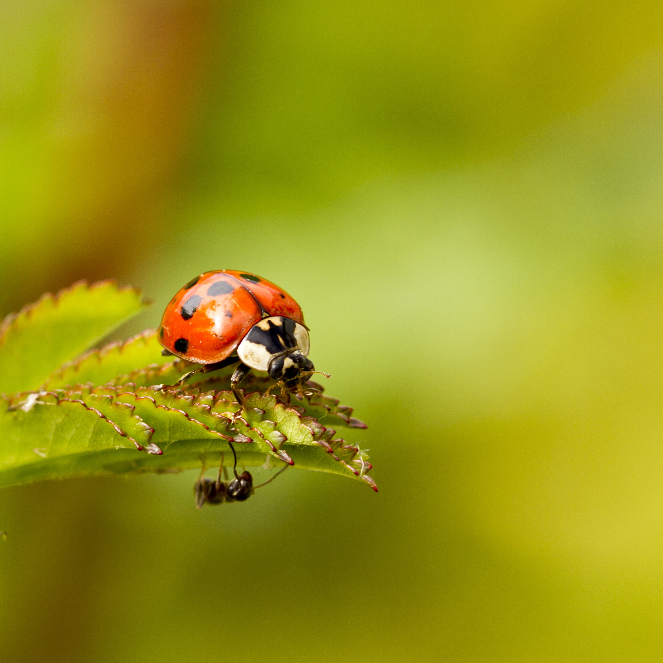 Closeup photography of spotted Ladybug on green leaf with garden ant ...