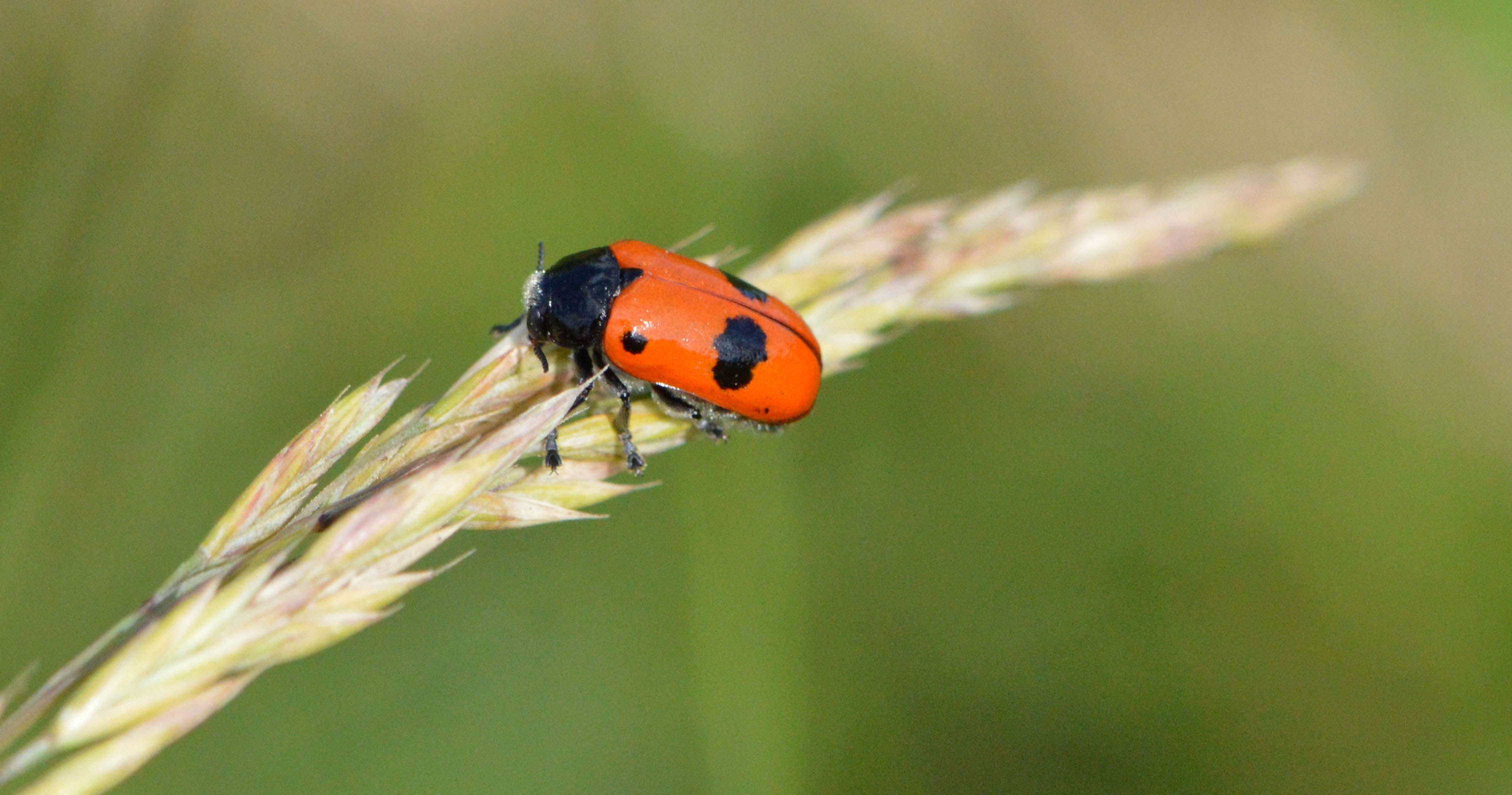 This house is crap - the four spotted leaf beetle