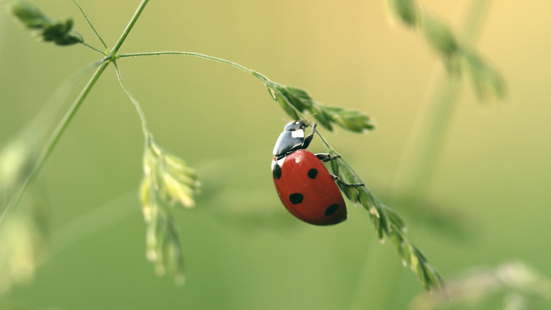 How long do Ladybugs Live? | INSECT COP