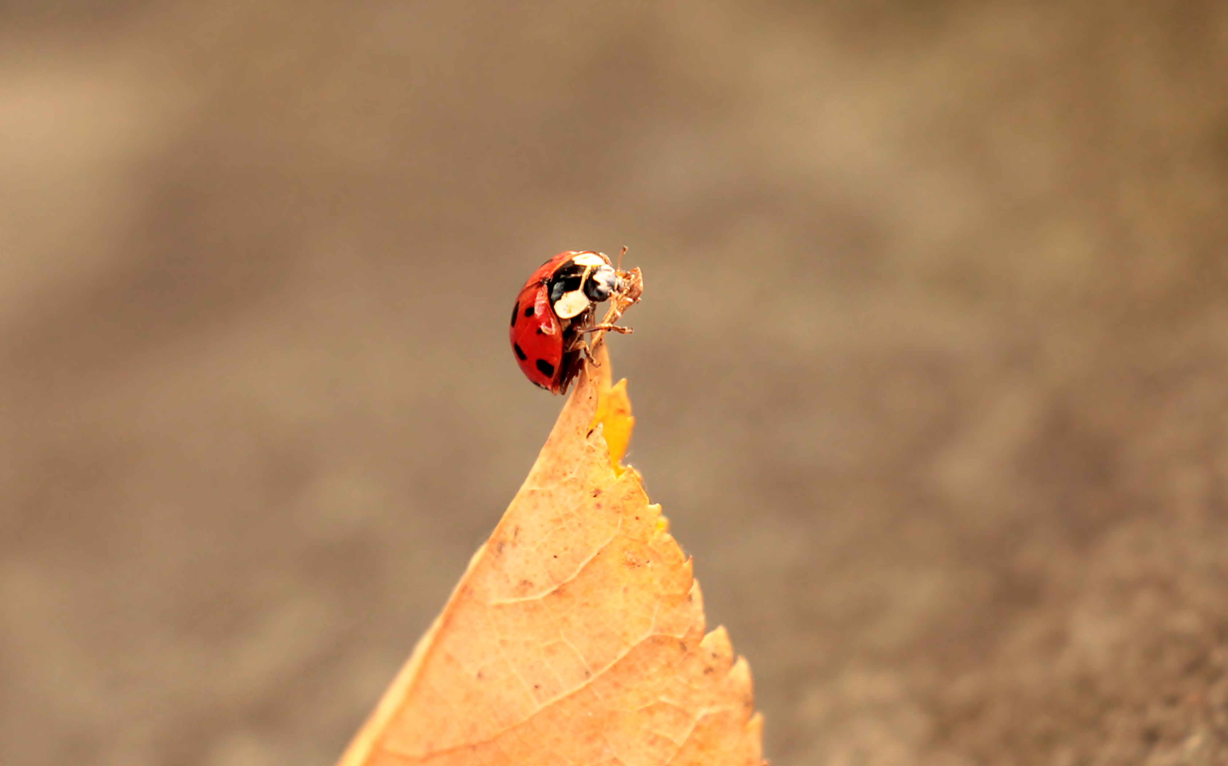 Ladybug and the leaf photo