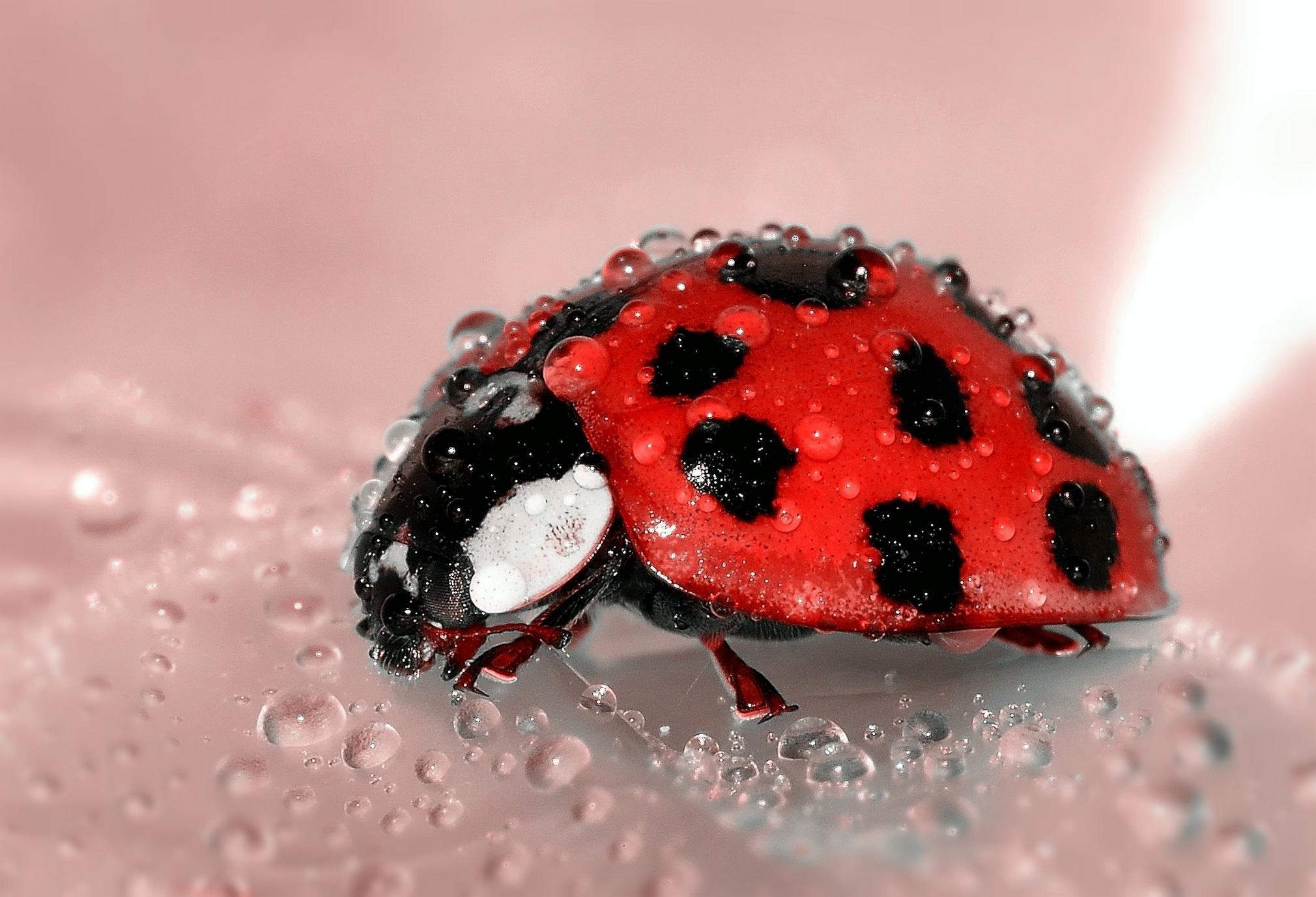 Free Images : nature, dew, water drop, red, insect, ladybug, bug ...