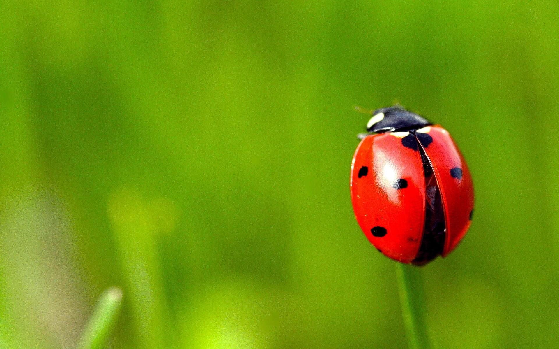 6-spotted red Ladybug in close-up photography HD wallpaper ...