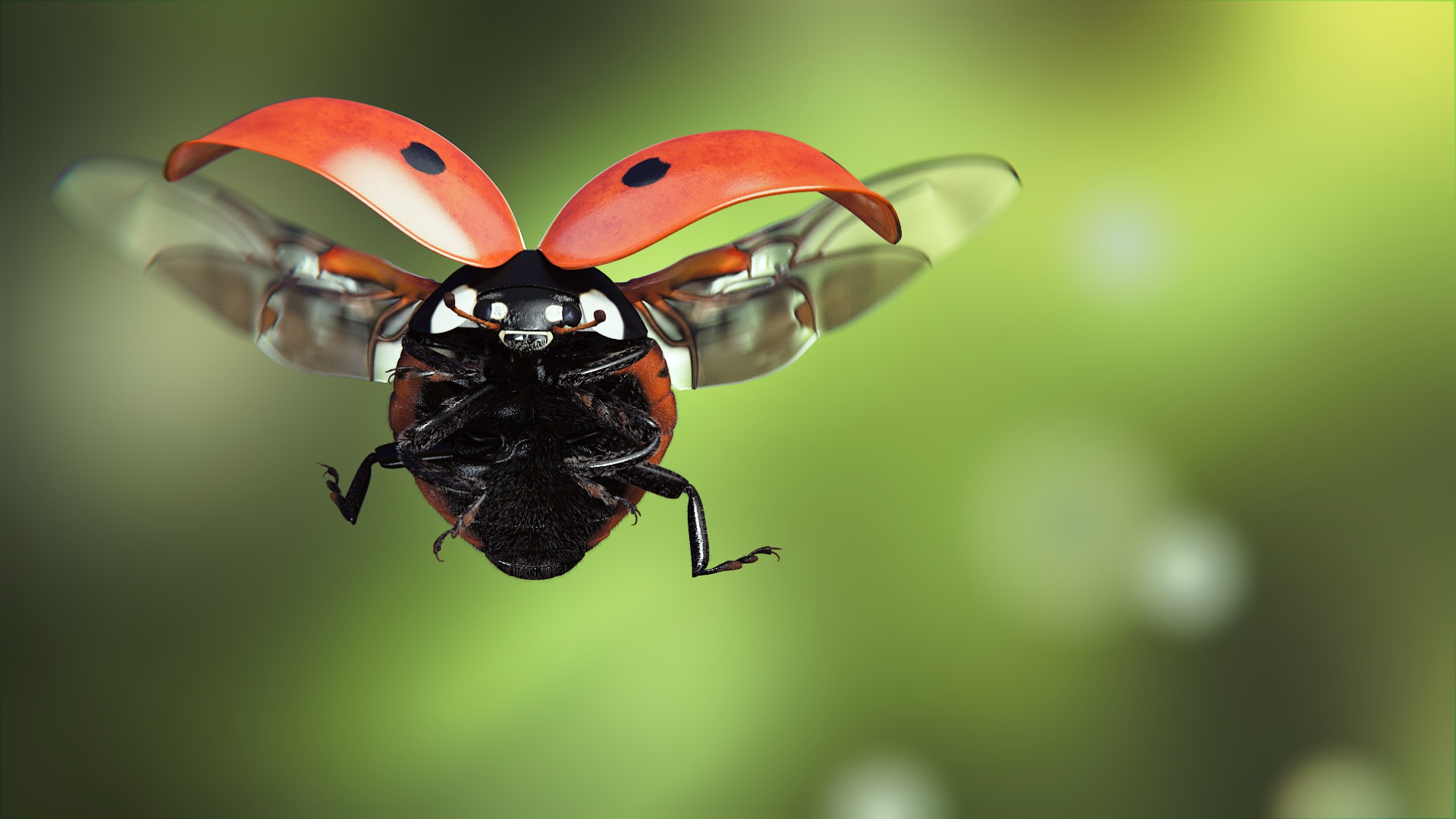 Images Ladybugs Flight Animals Closeup