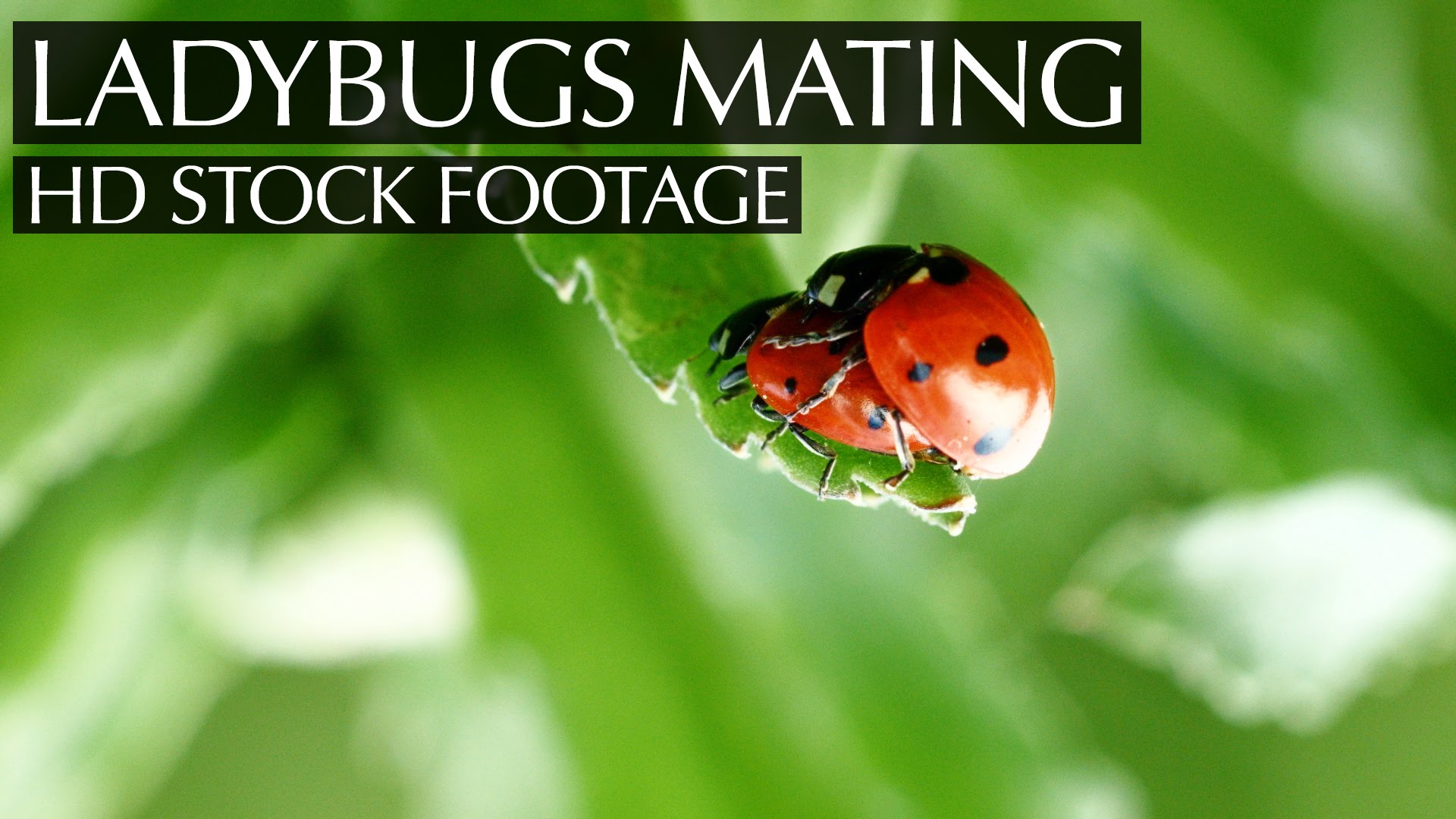 extreme close-up ladybug mating / HD Stock Footage Screener - YouTube