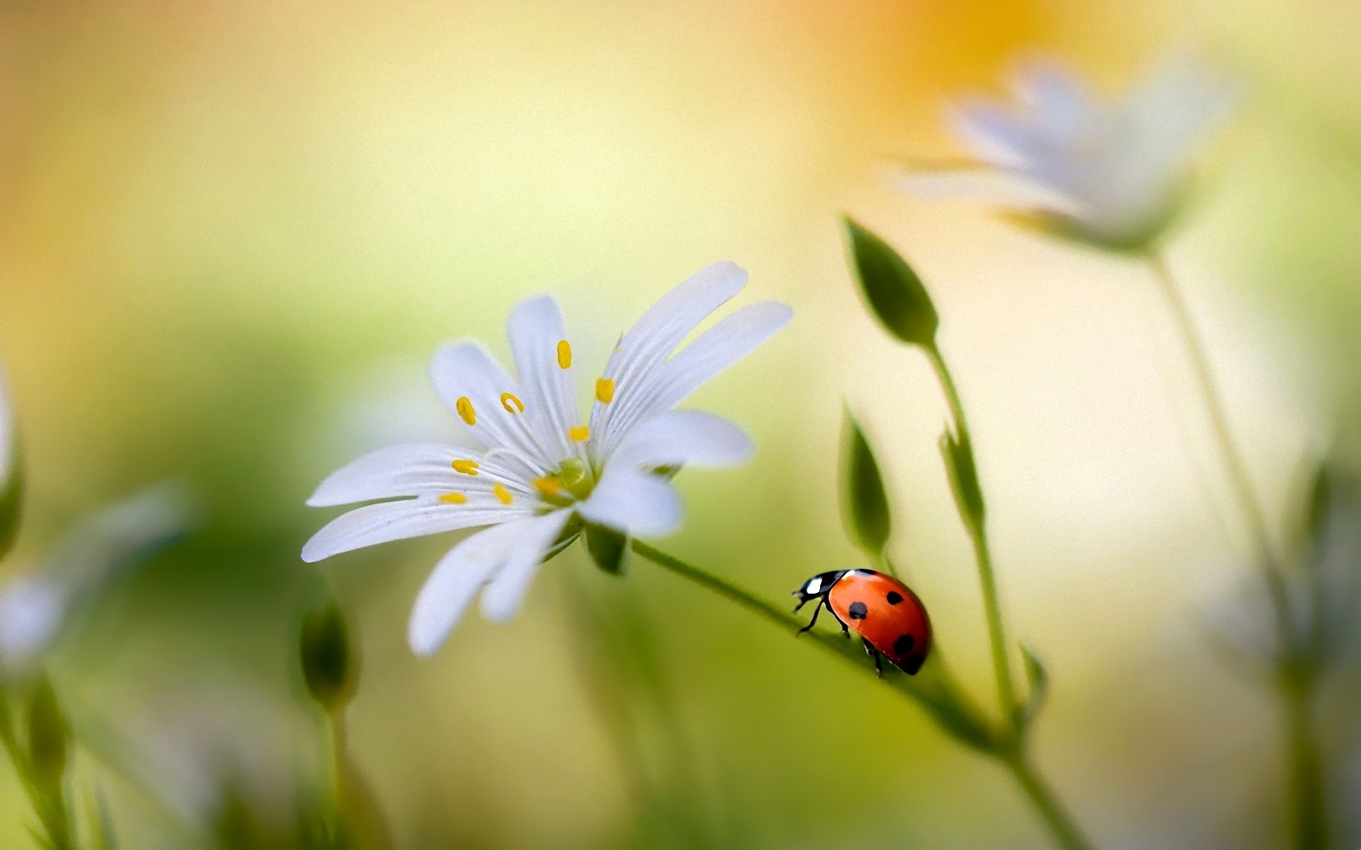 Ladybug On Flower #6905400