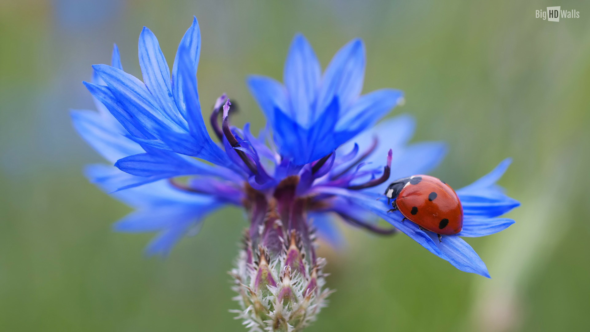 Ladybug on Blue flower HD Wallpaper | BigHDWalls