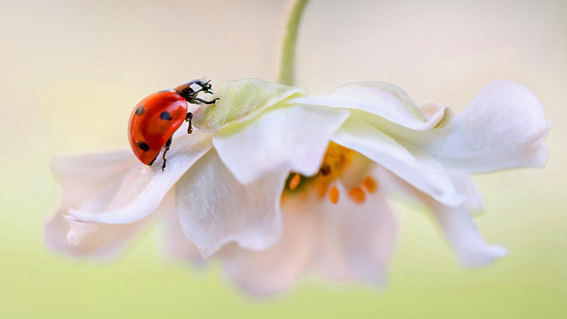 Ladybug On White Flower Wallpaper | Wallpaper Studio 10 | Tens of ...