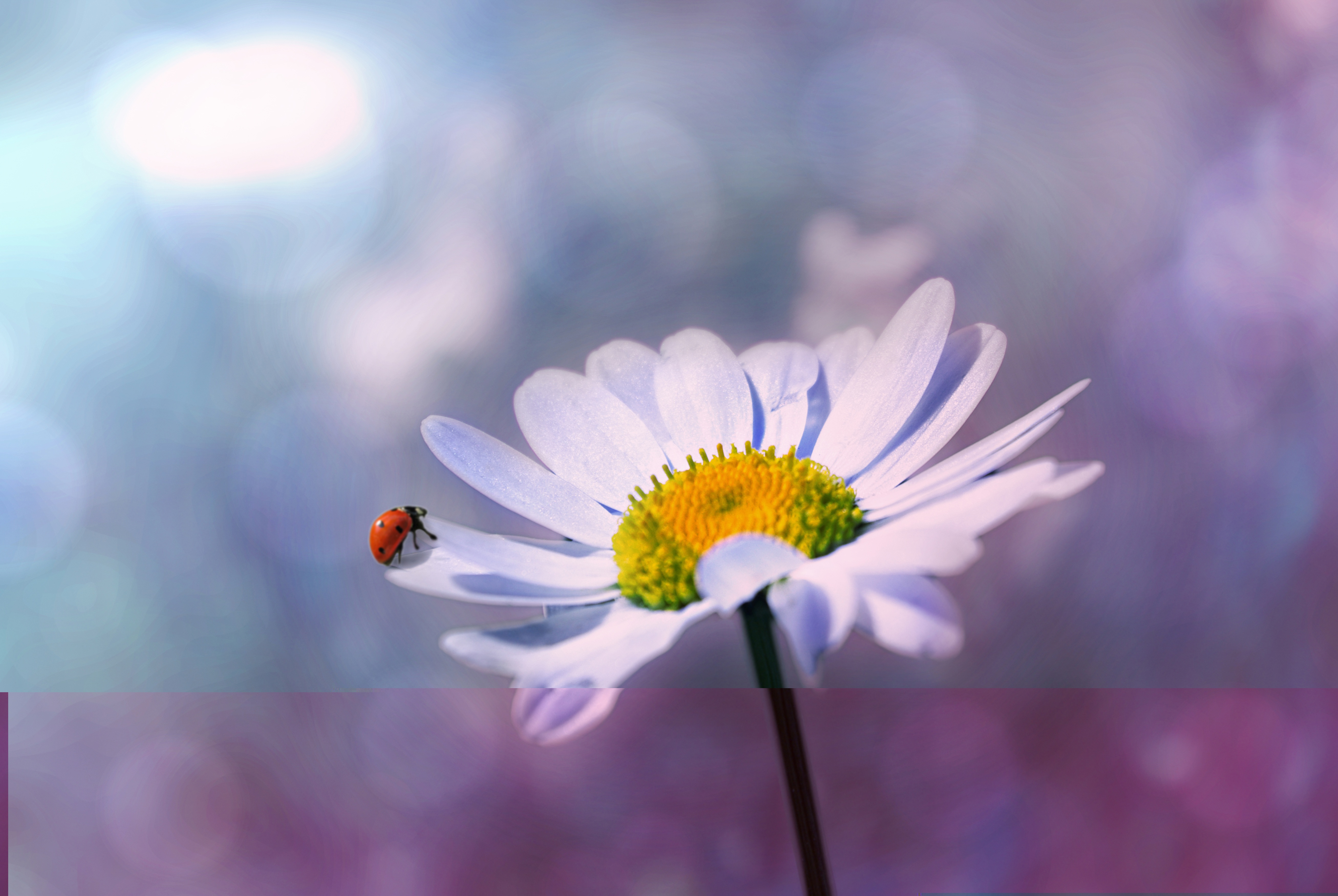 Ladybug in the garden photo