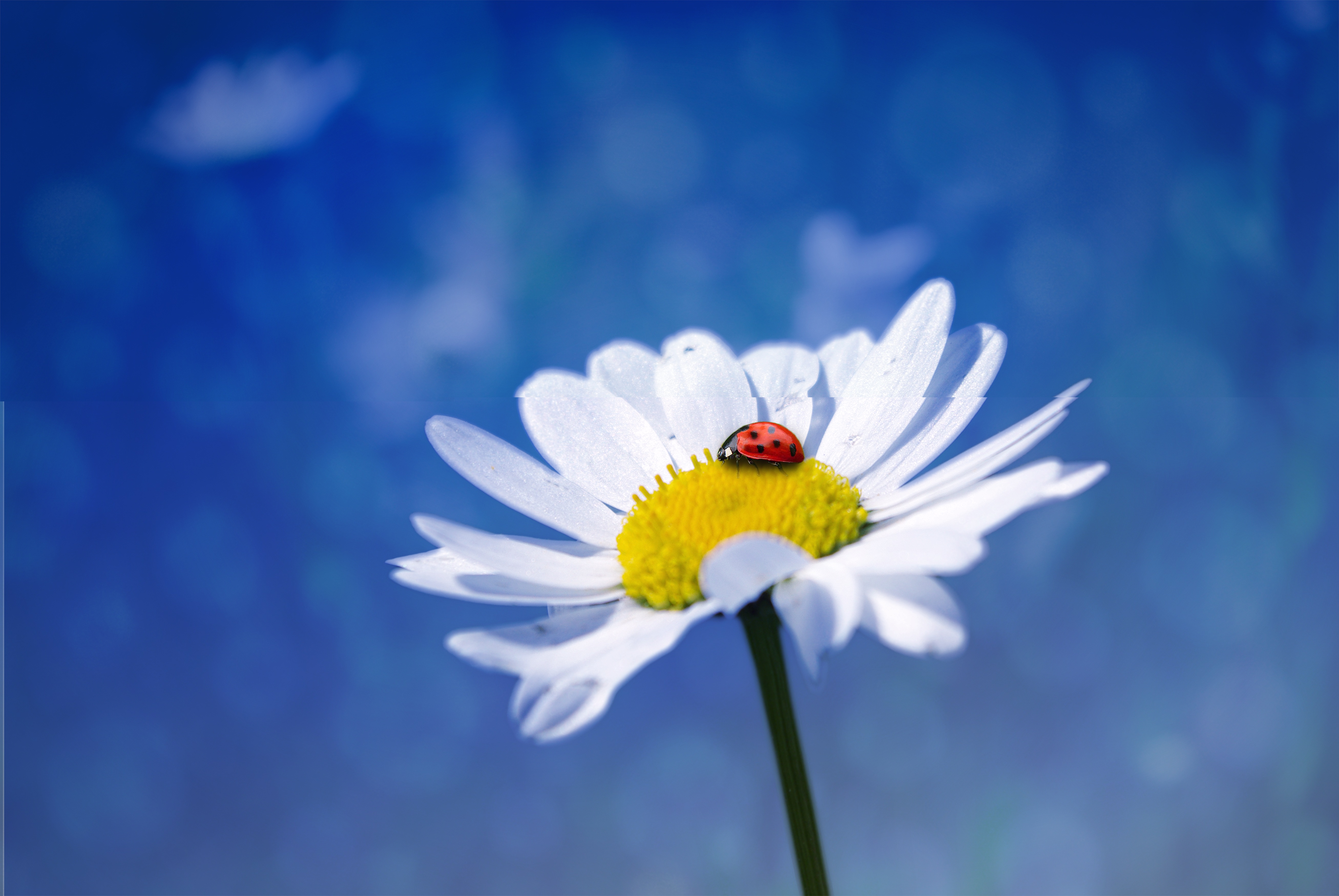 Ladybug in the garden photo