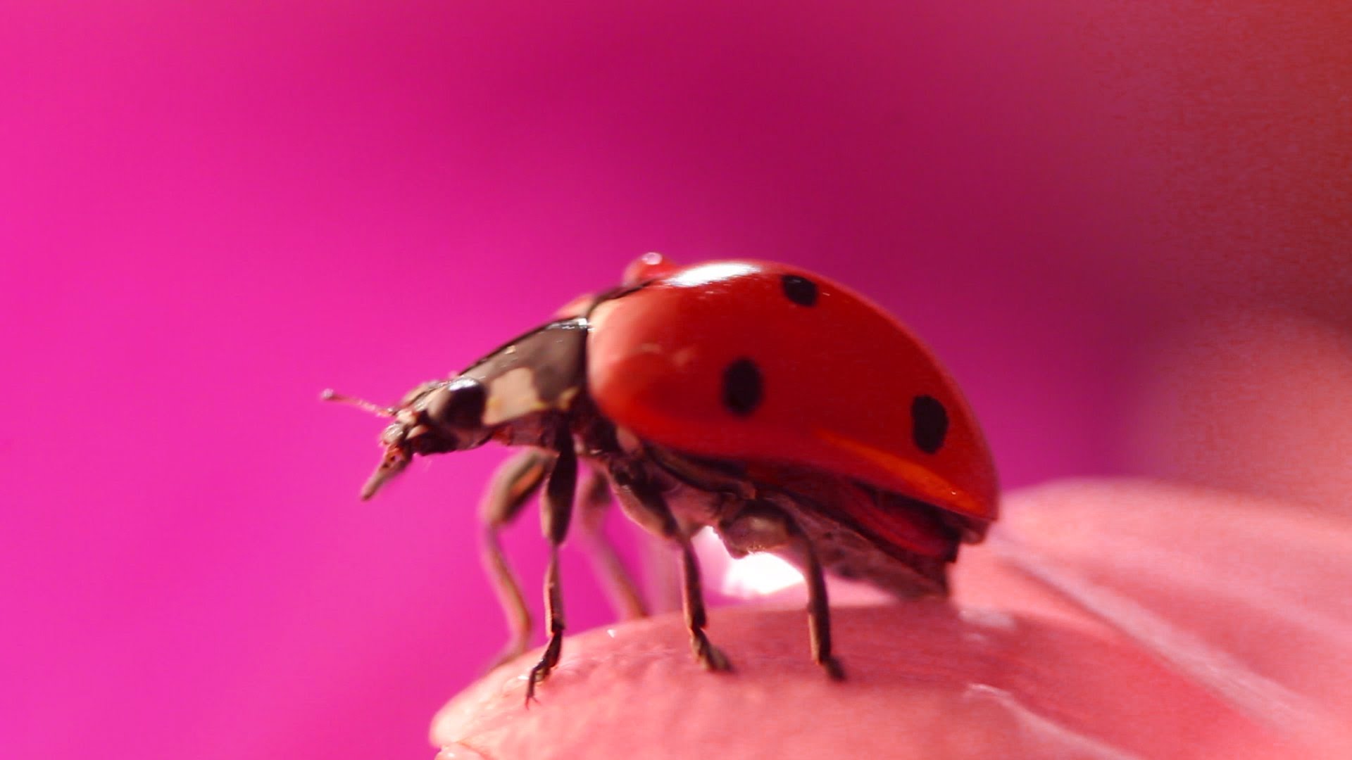 Macro Videography - Ladybug Macro - Sacramento Macro Videographer ...