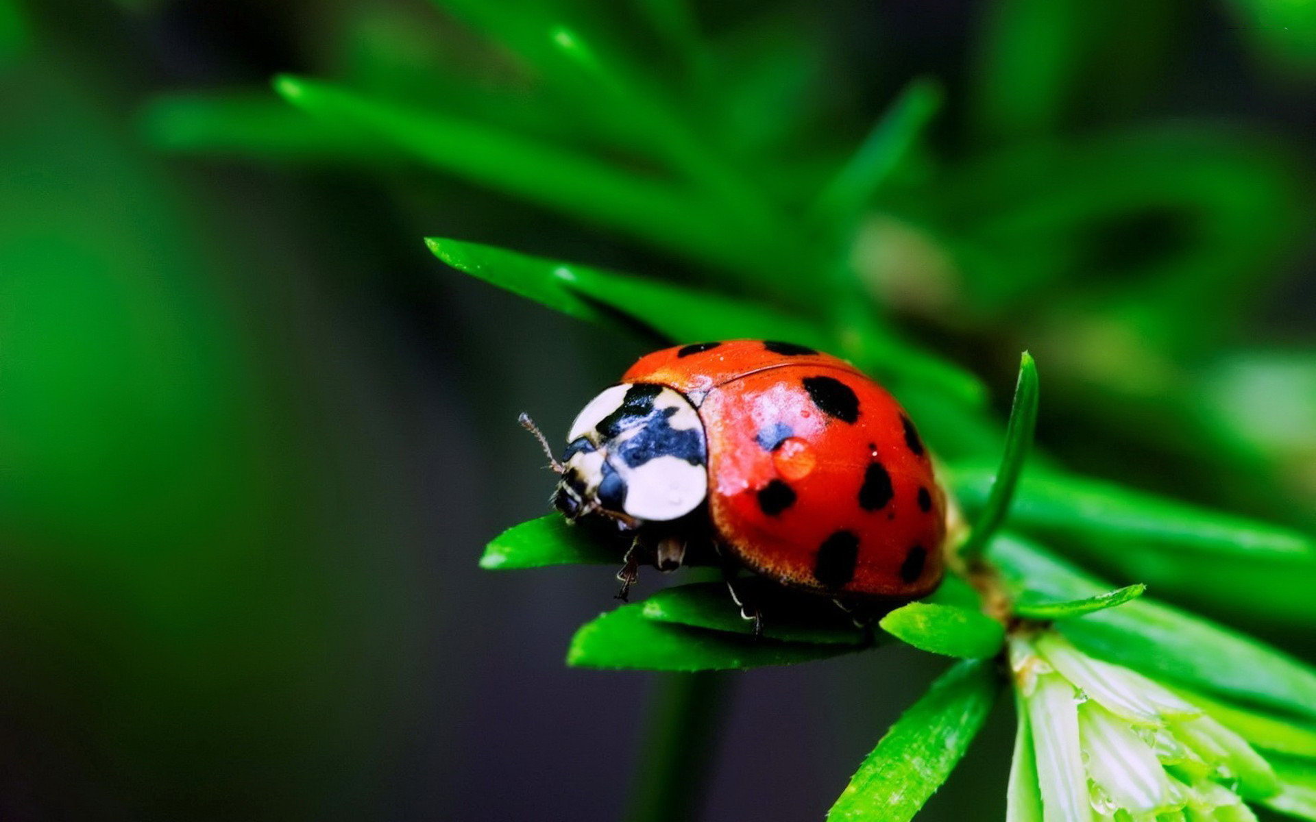 Ladybug Macro #7007959