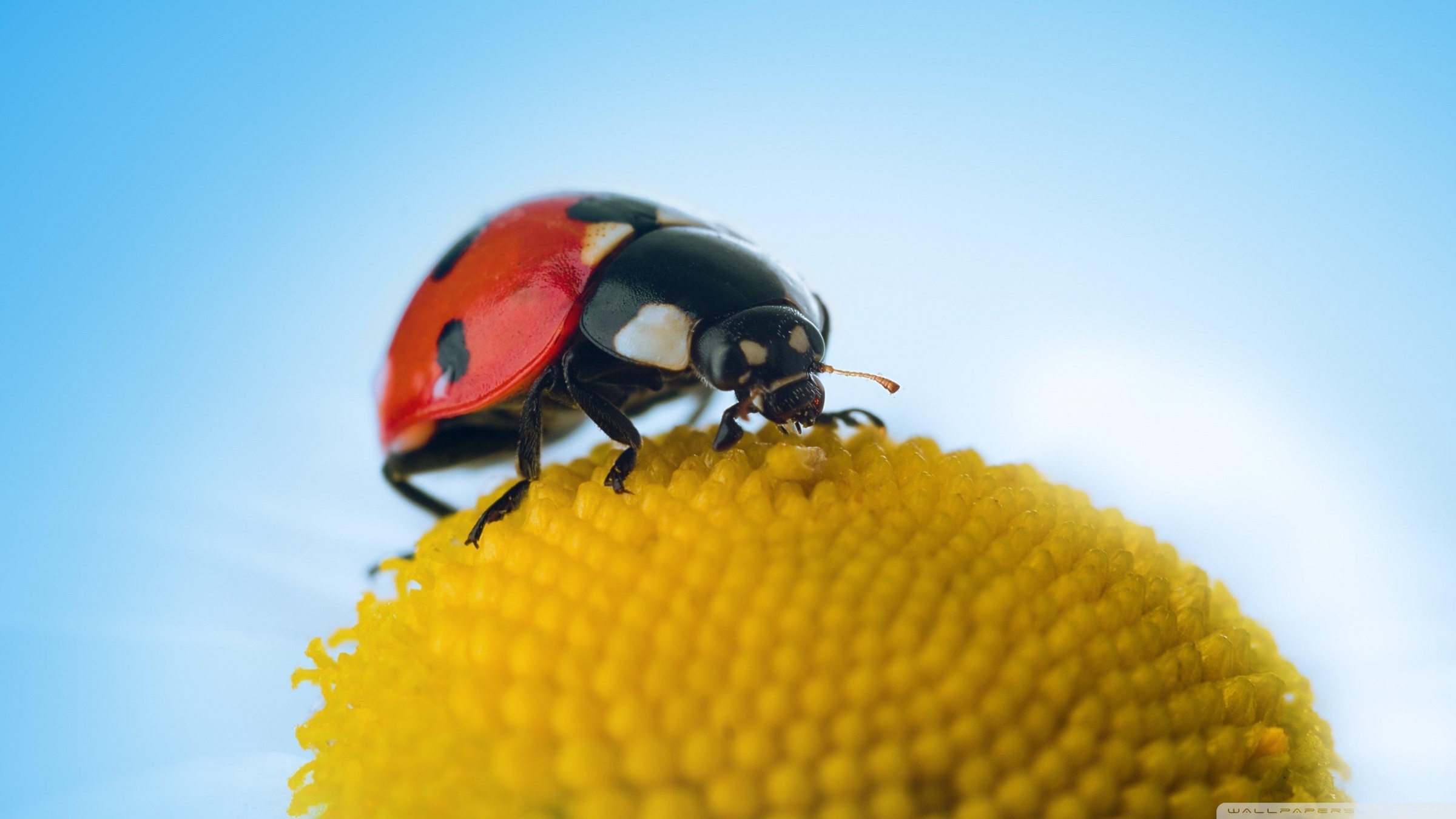 Ladybug Macro HD desktop wallpaper : High Definition : Fullscreen ...