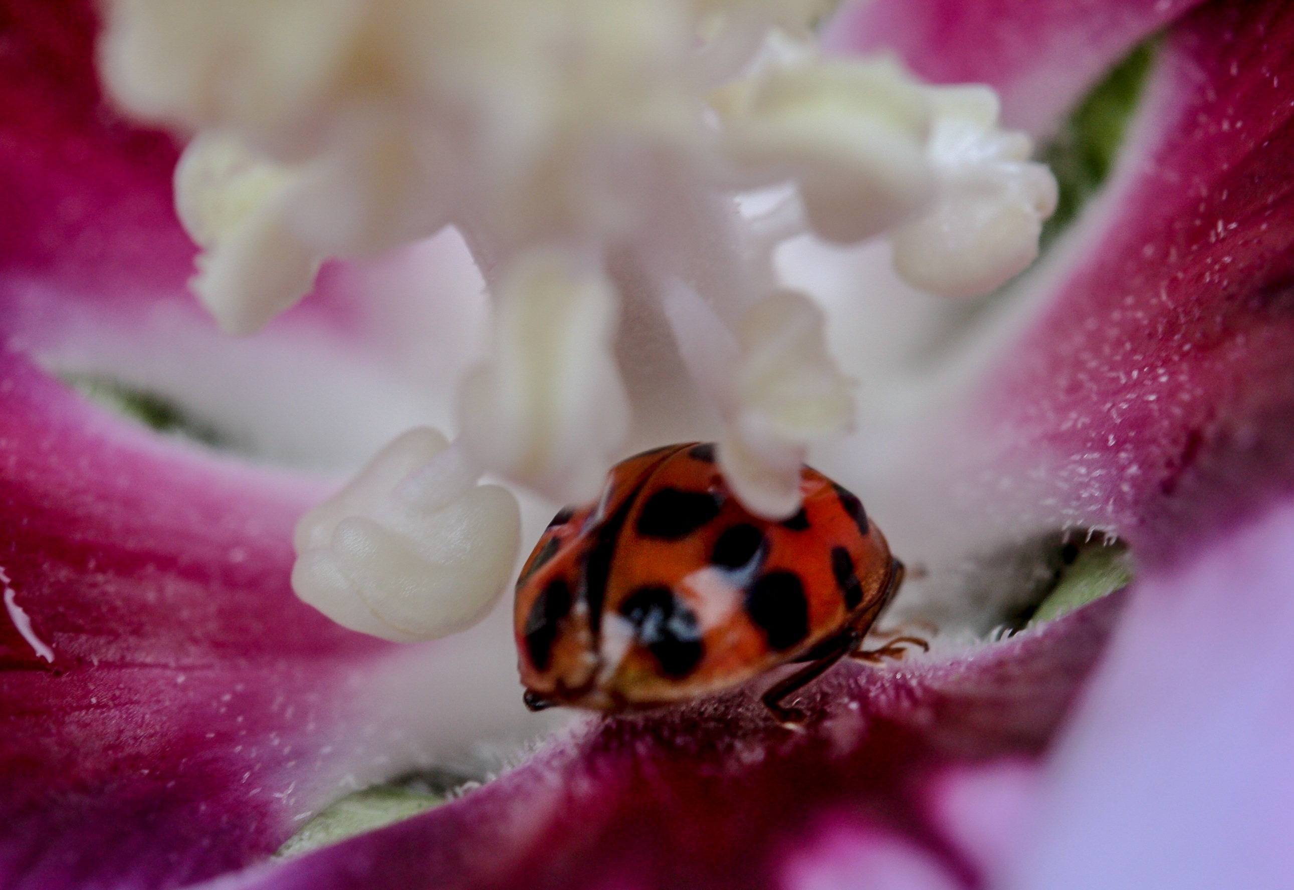 Ladybug on the flower photo