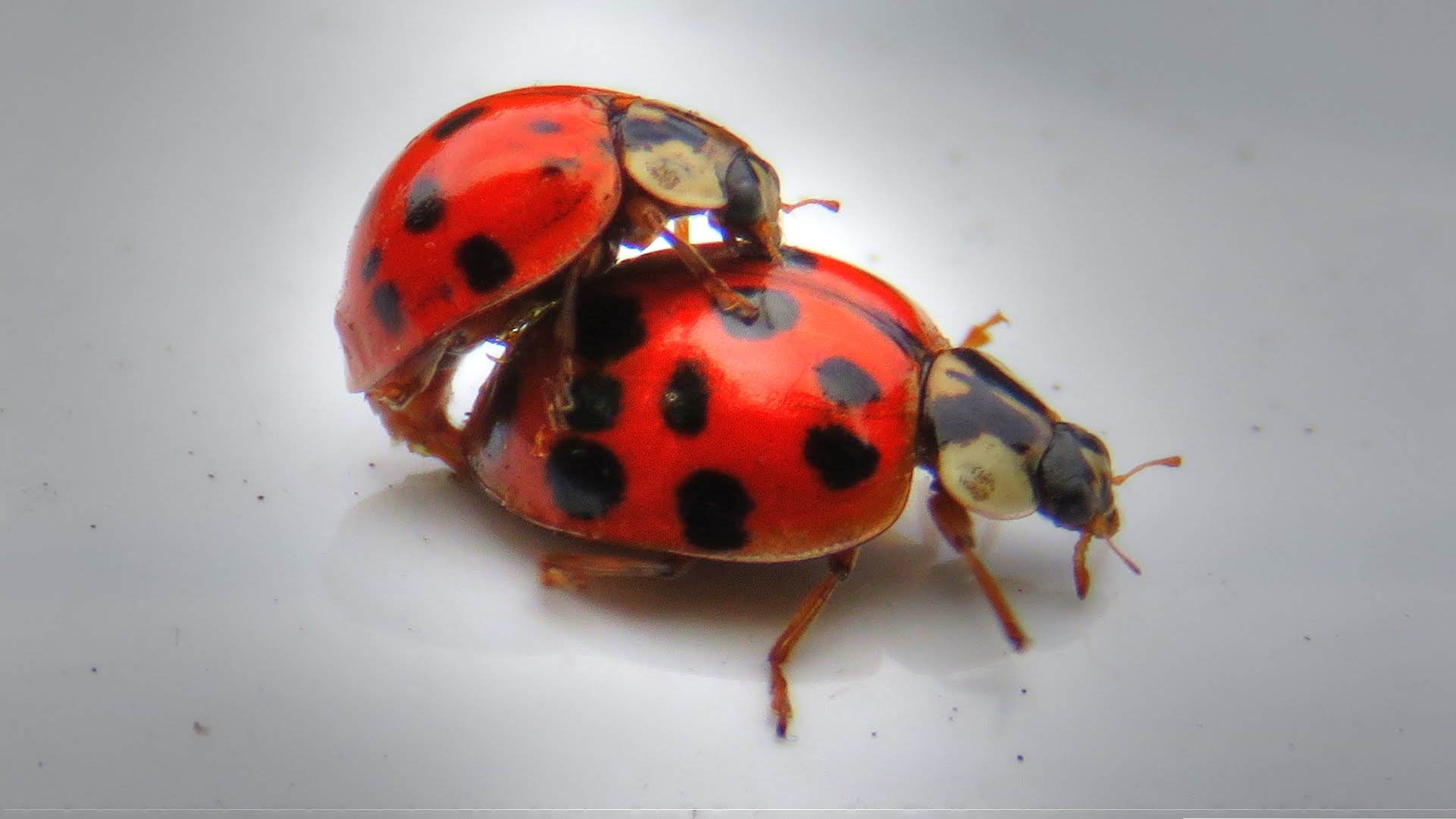 Ladybugs Mating - YouTube