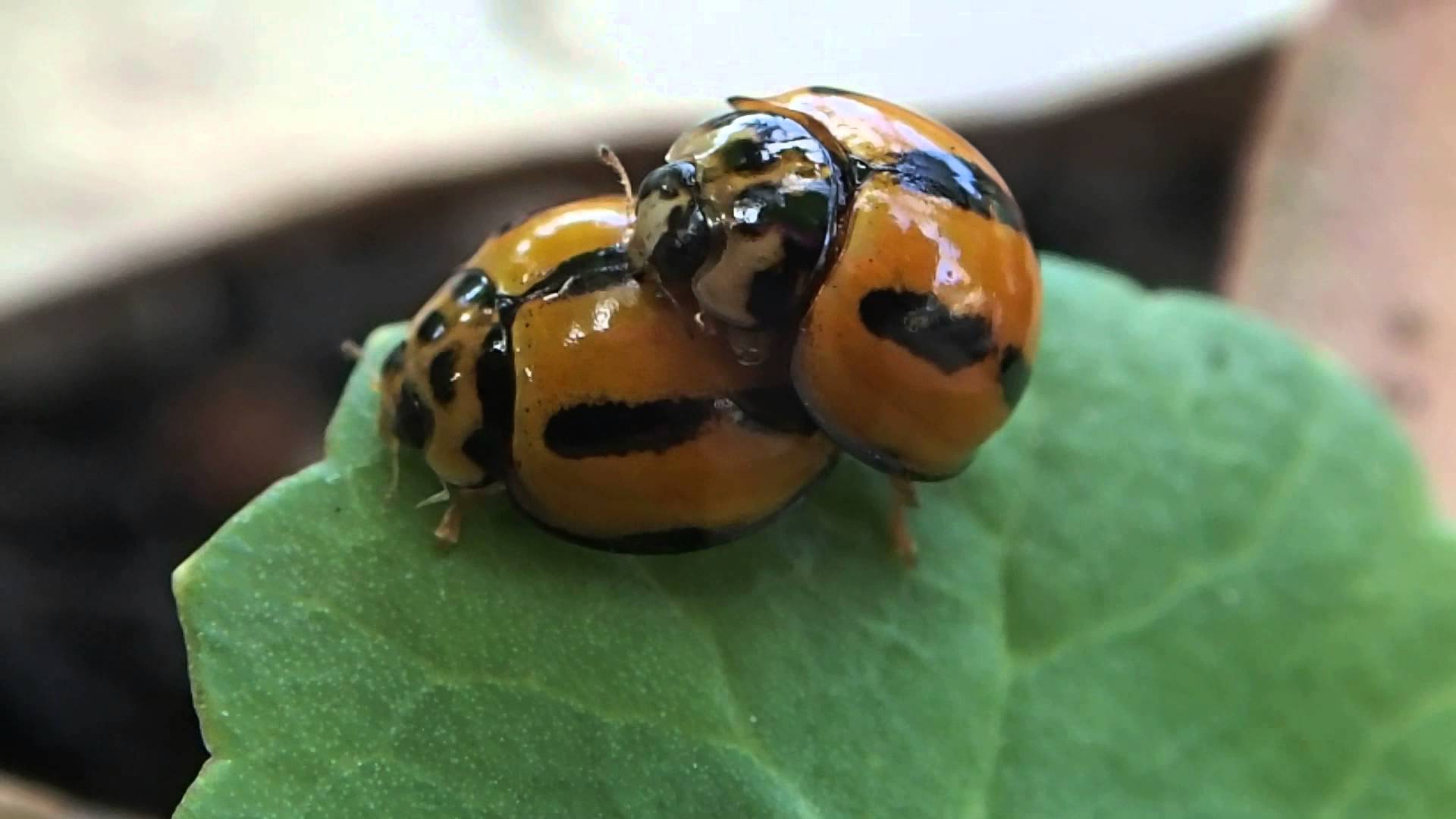 Bug sex - Variable Ladybugs mating - YouTube