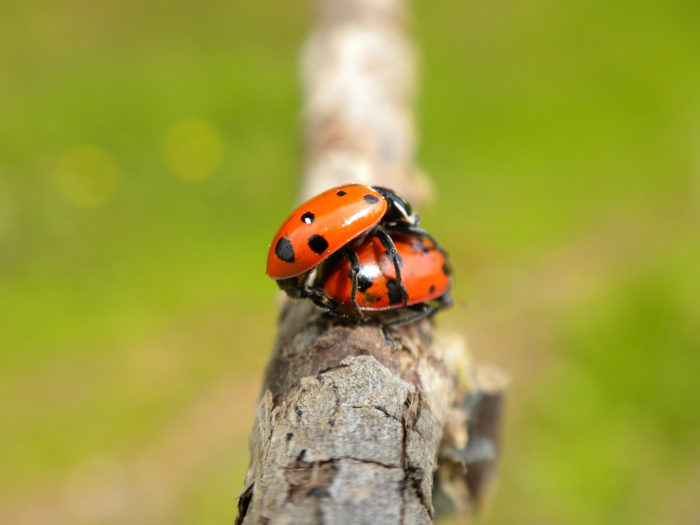 Ladybugs Mating, Close-up, Day, Insect, Ladybug, HQ Photo