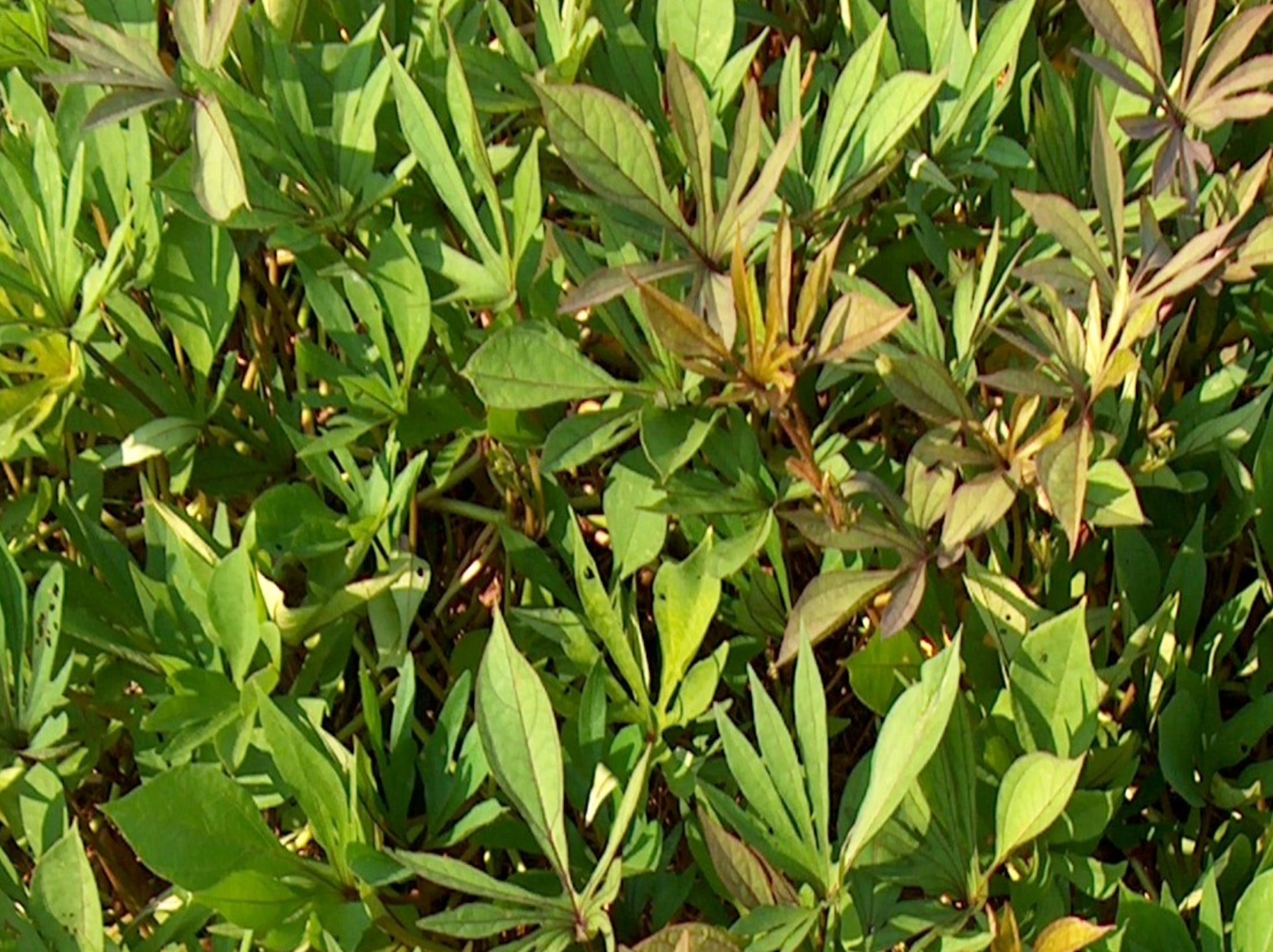 Online Plant Guide - Ipomoea batatas 'Lady Finger' / Lady Finger ...