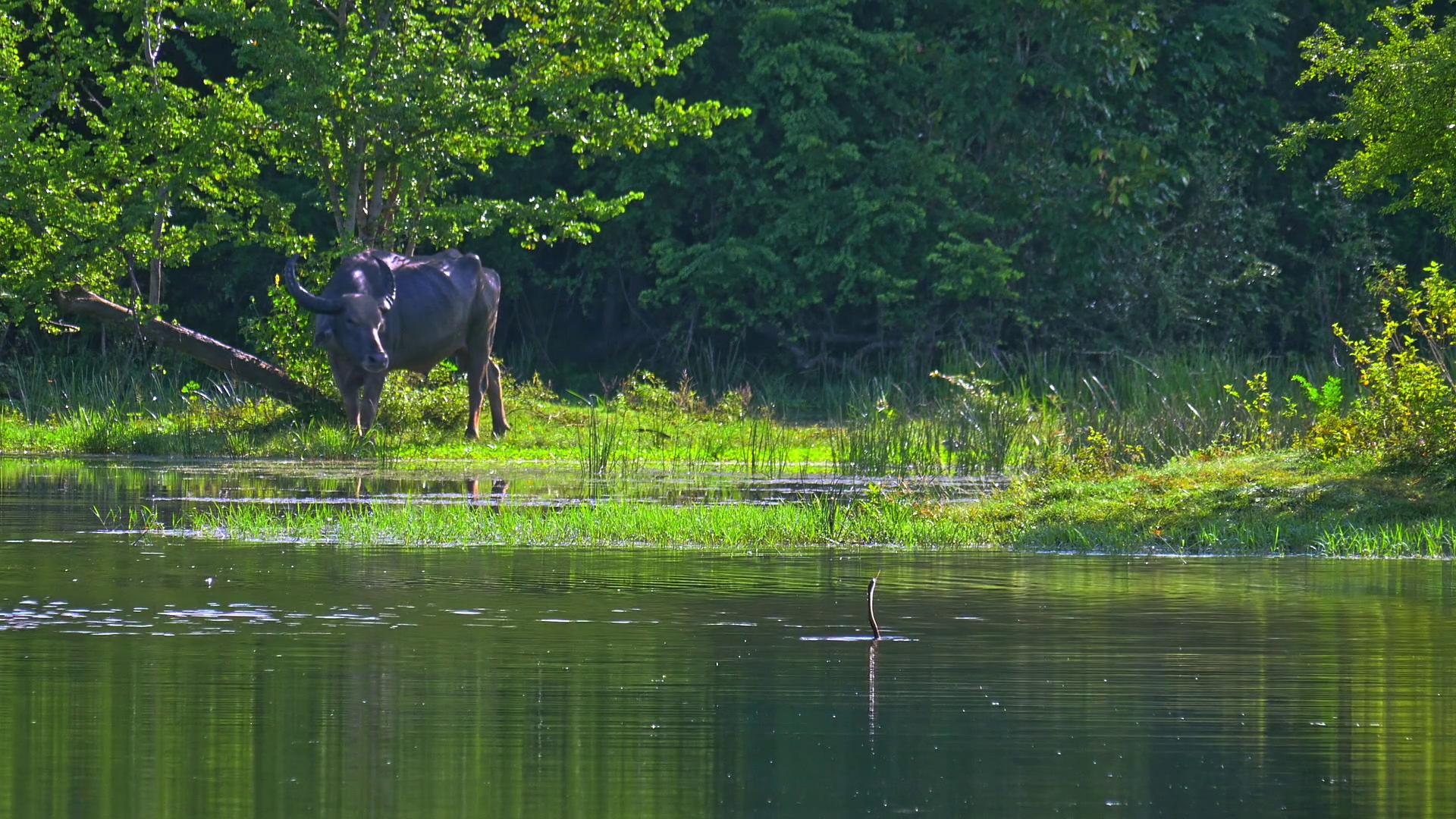 Wild buffalo in water near forest of national park in Sri Lanka ...