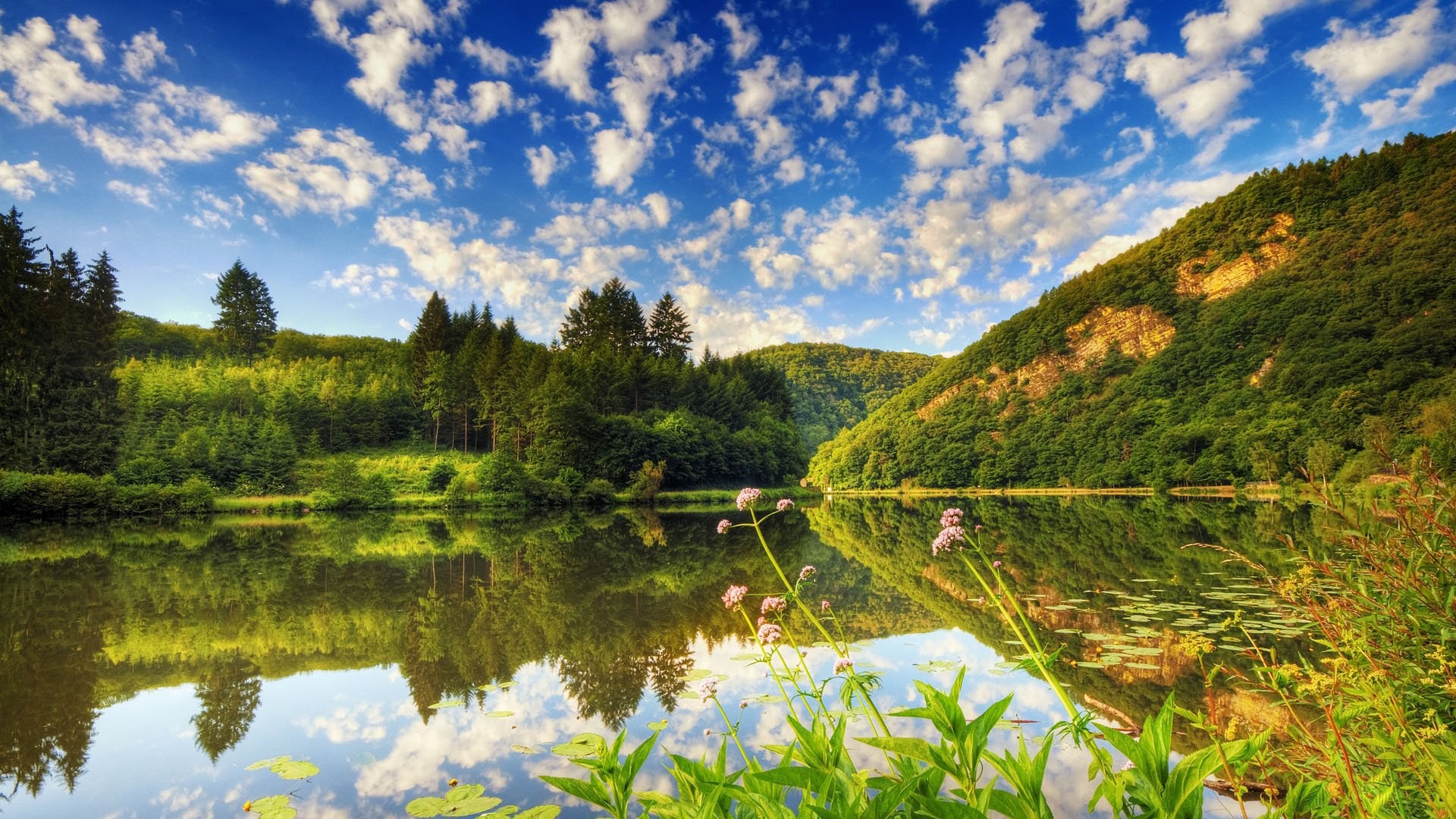 Lake near the forest of conifers wallpaper #39237 - Open Walls
