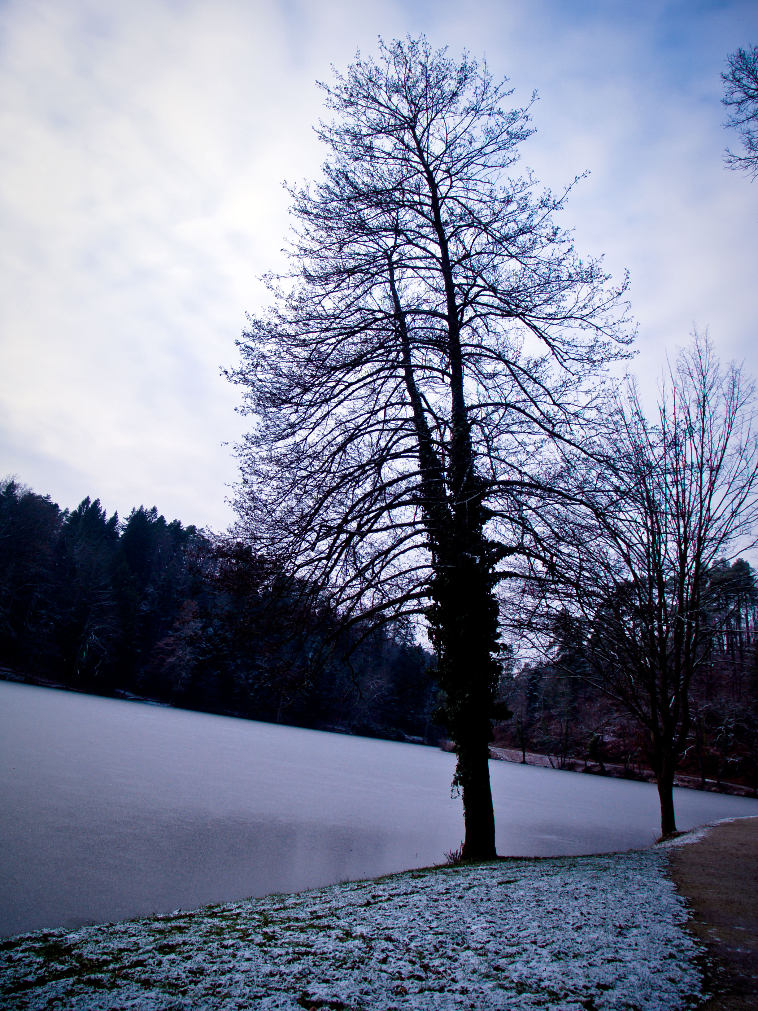 Lake tree photo