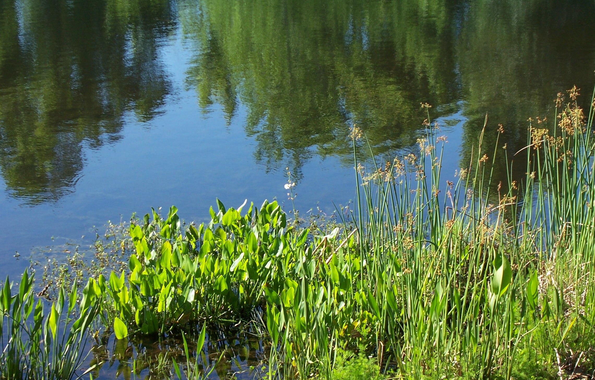 Lake/Pond management – Mechanical weed cutting tools | Jenson Lake ...