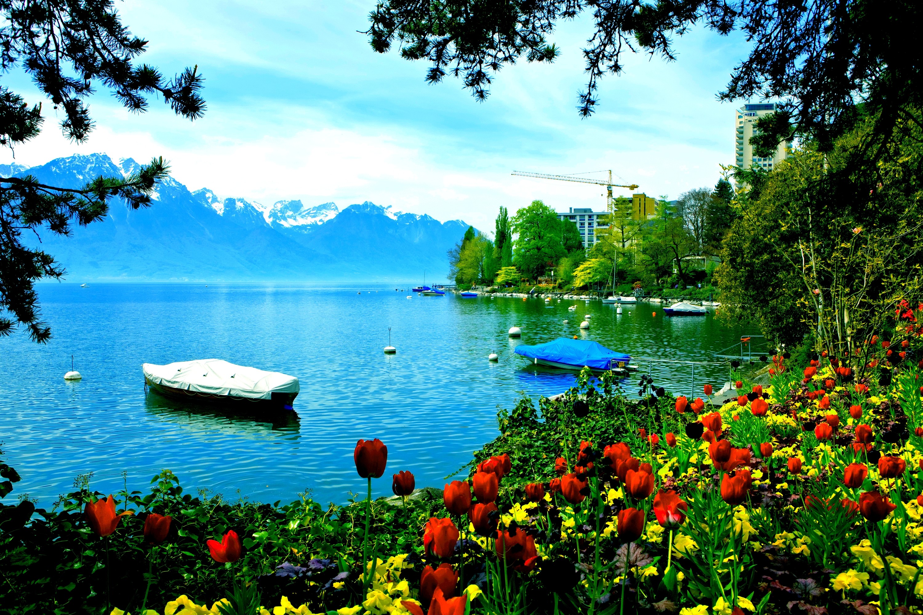 Lakes: Tulips Mountain Lake Nature Switzerland Blossoms Montreux ...