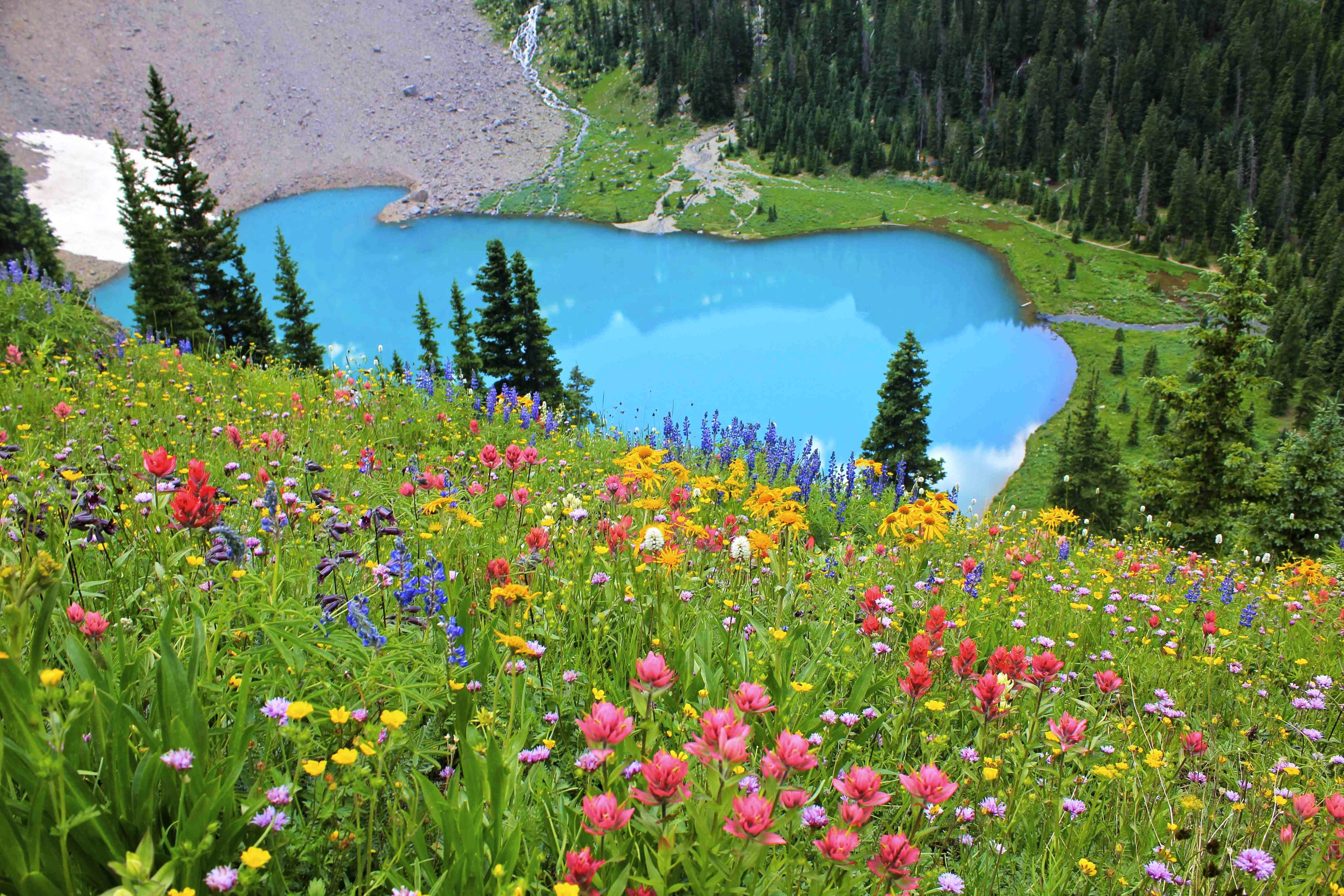 Flowers: Lakeside Flowers Blossoms Meadow Lake Hills Colors Firs ...