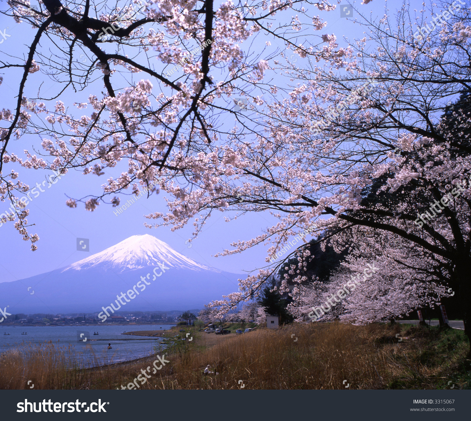 Lakeside View Mount Fuji Spring Cherry Stock Photo (Safe to Use ...
