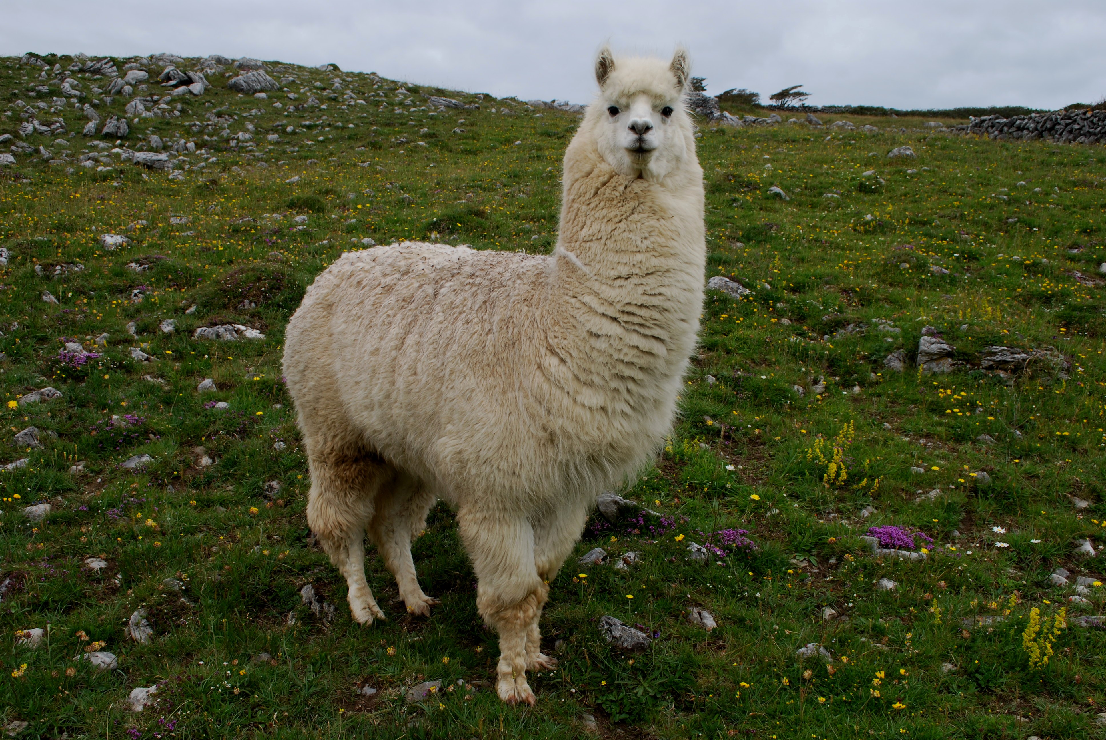 Hewan Llama Perumperindo co id