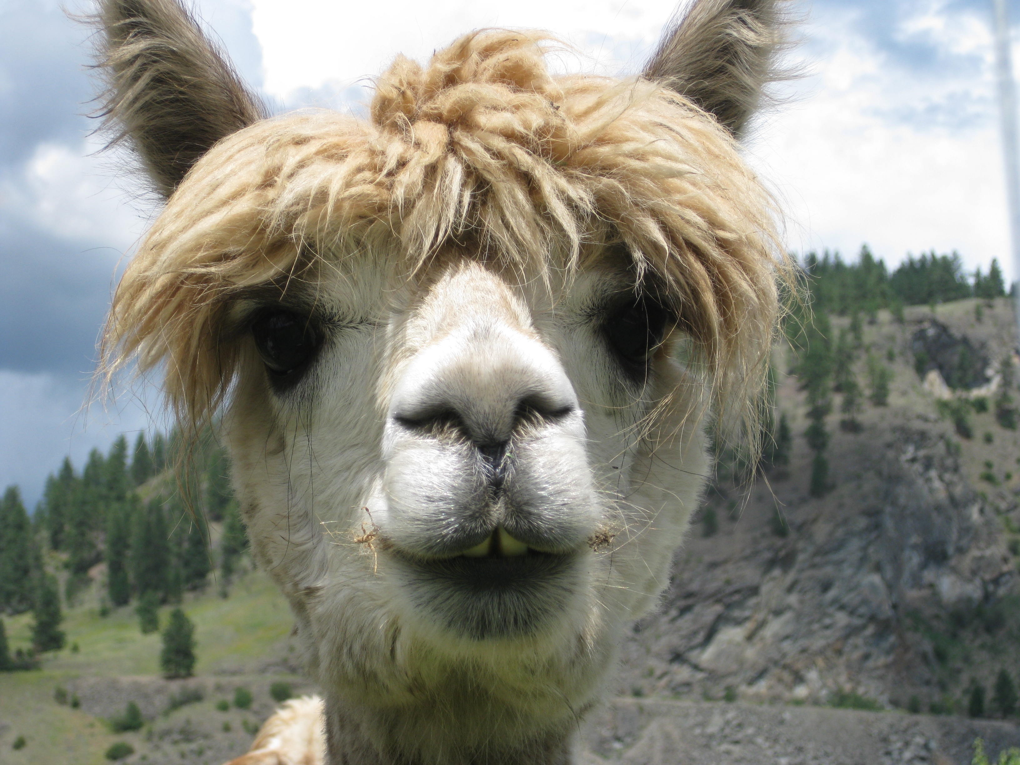 Free Images : animal, mane, fauna, llama, alpaca, head, lama ...