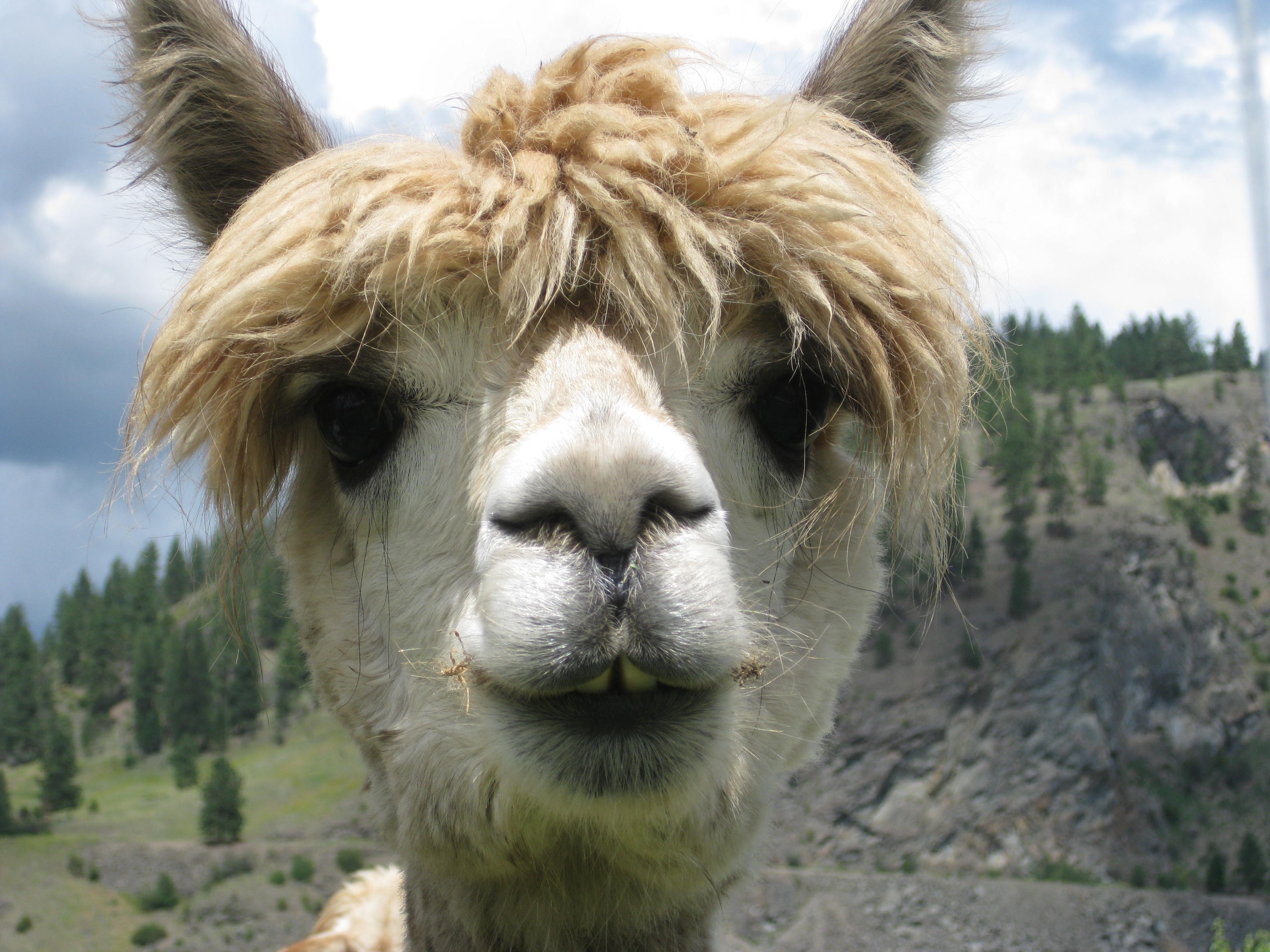 Free Photo Lama Animal Camel Wild Free Download Jooinn