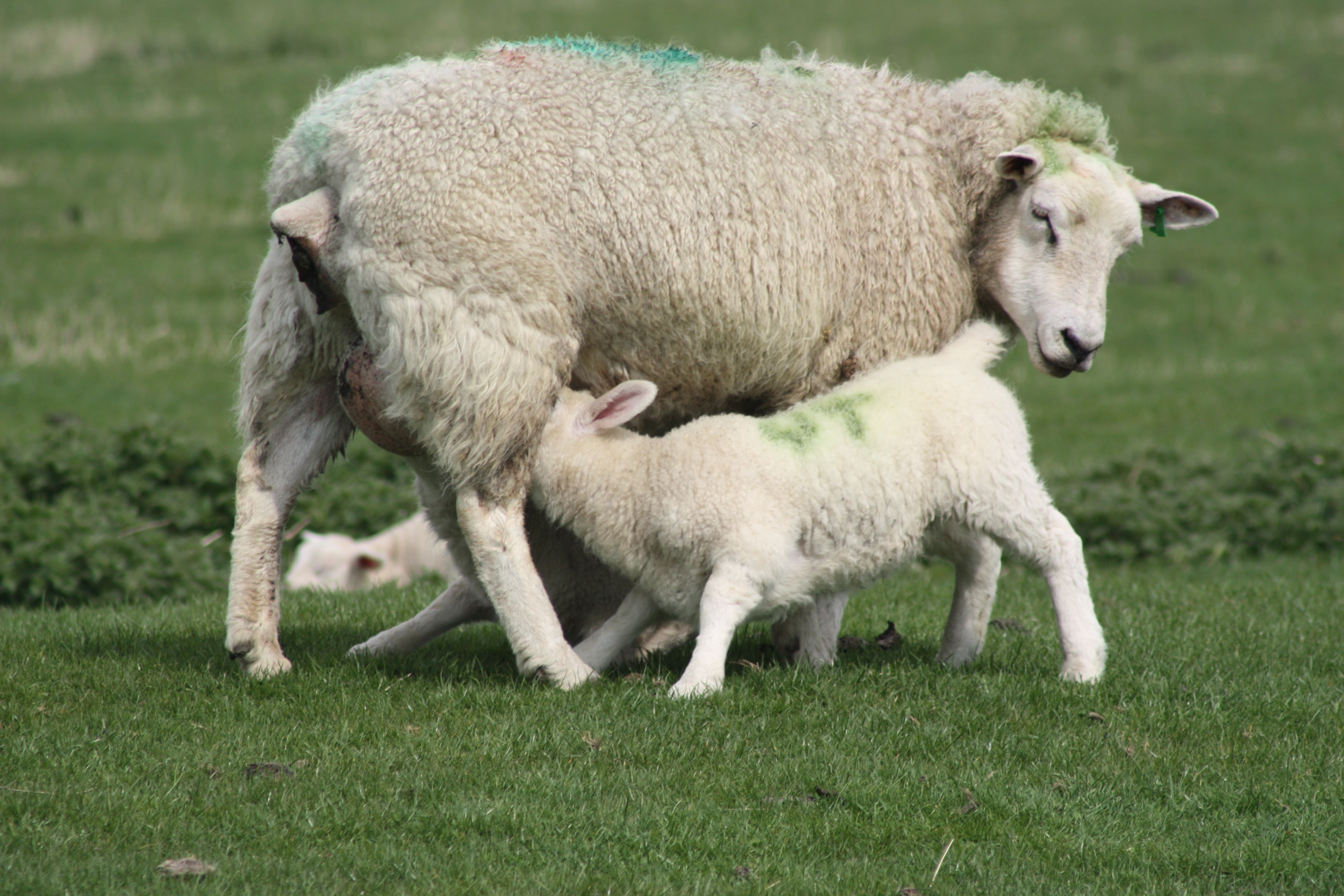 File:Lambs feeding.jpg - Wikimedia Commons