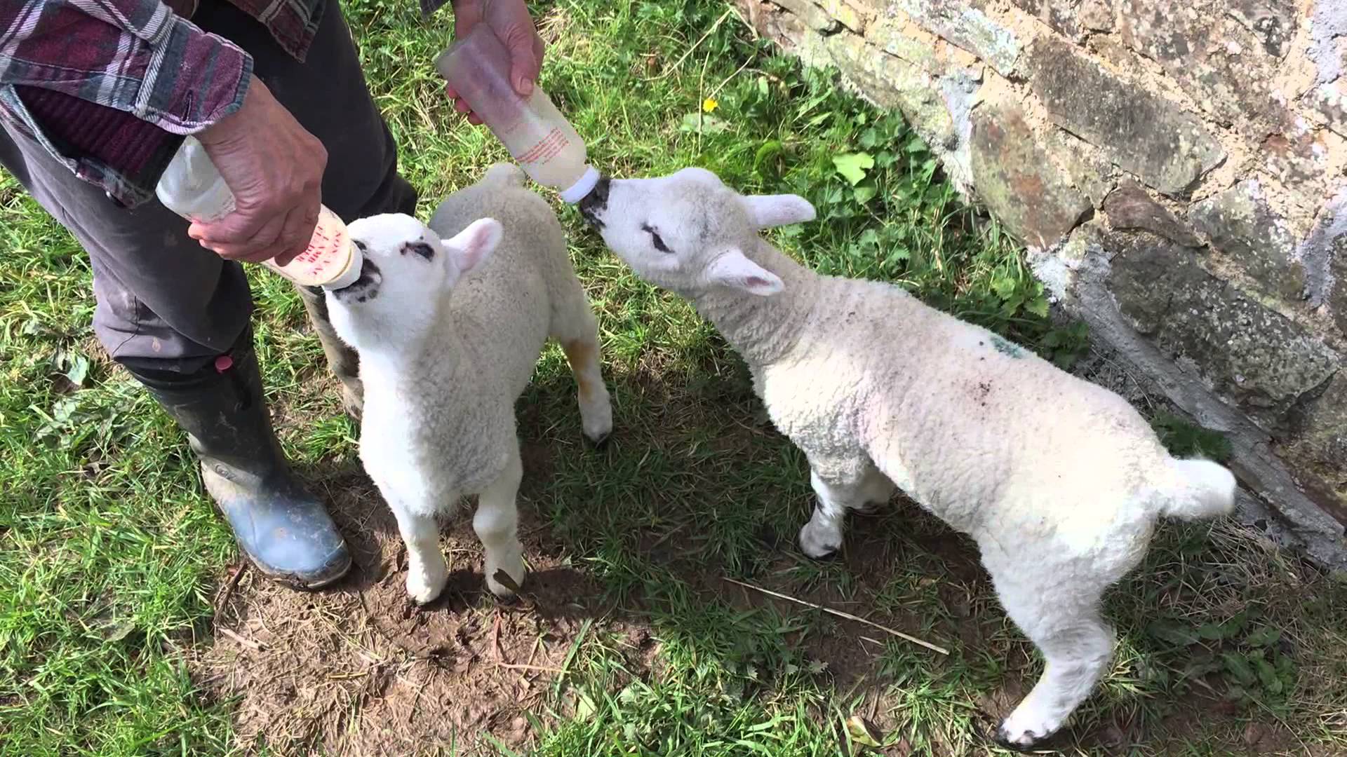 Bottle Feeding Orphan Lambs - YouTube