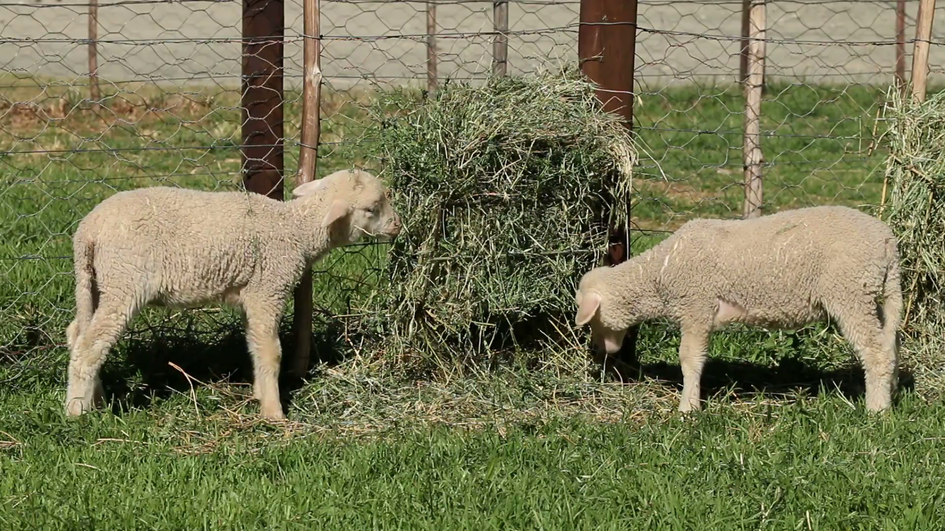 Small merino sheep lambs feeding in a paddock Stock Video Footage ...