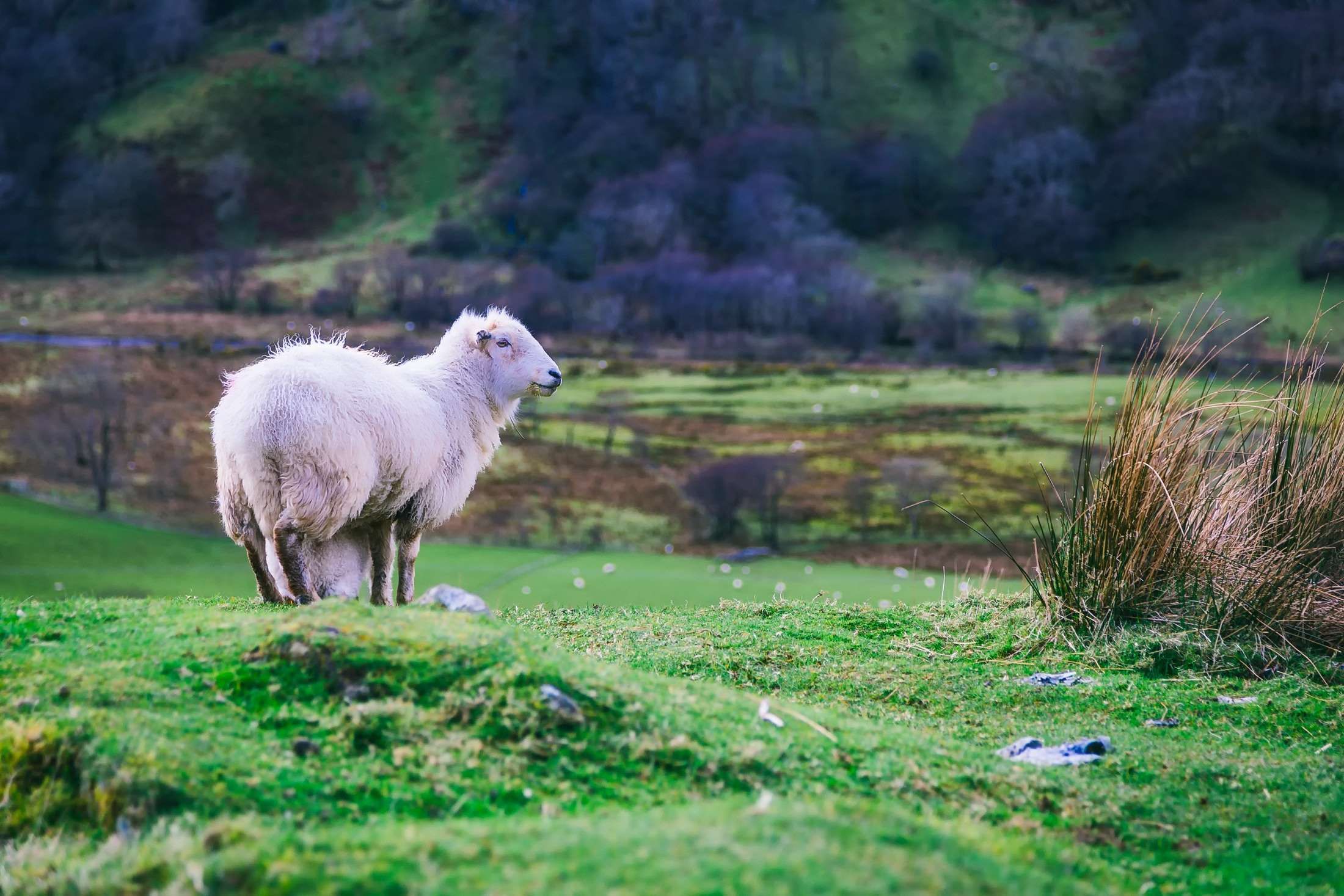 animal #country #farm #field #hdr #lamb #landscape #livestock ...