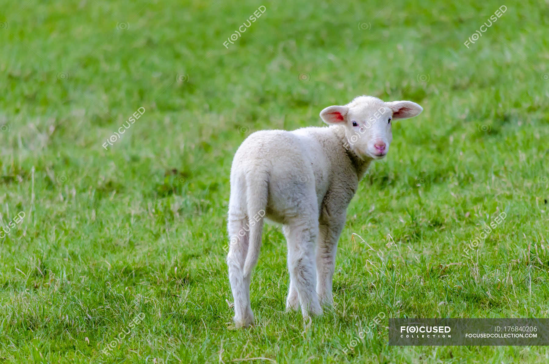 Lamb grazing on a meadow at daytime — Stock Photo | #176840206