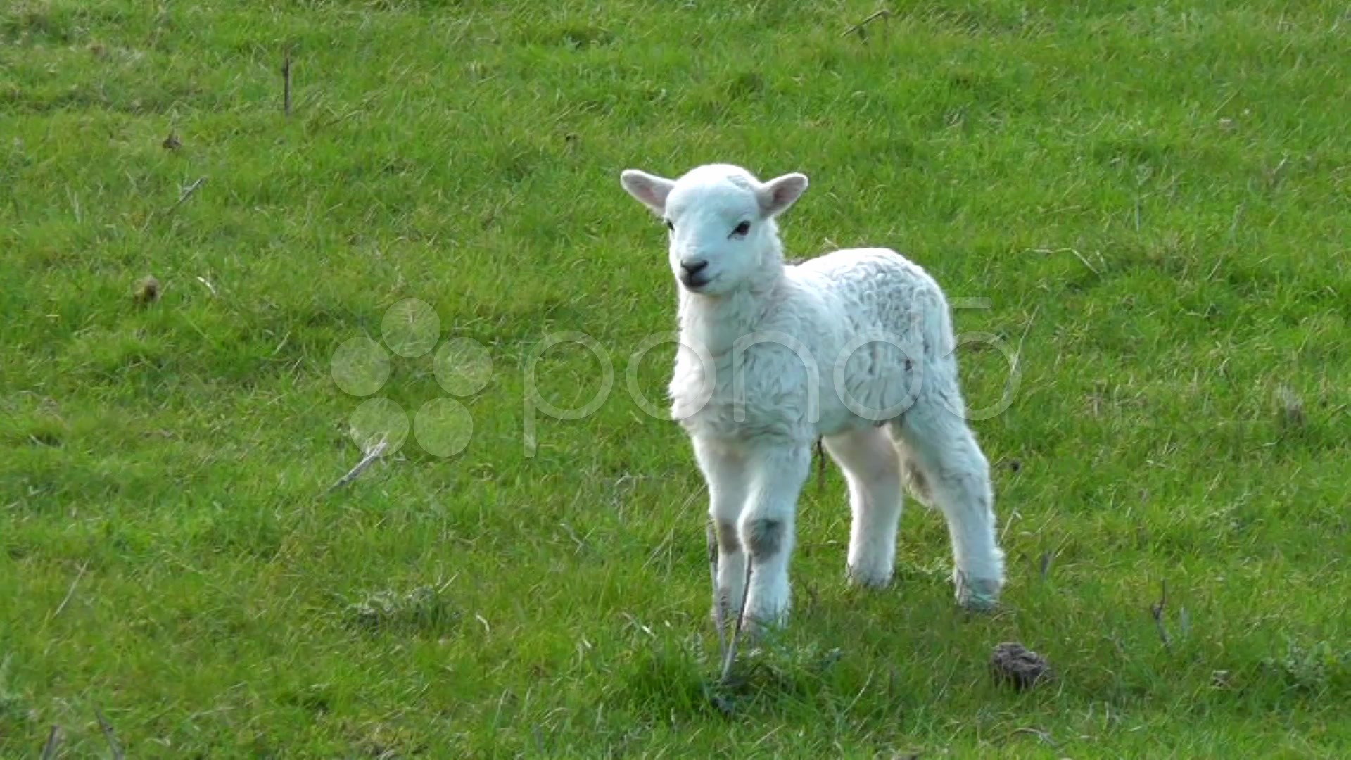 Lamb walking on meadow ~ HD & 4K Stock Footage #33909628