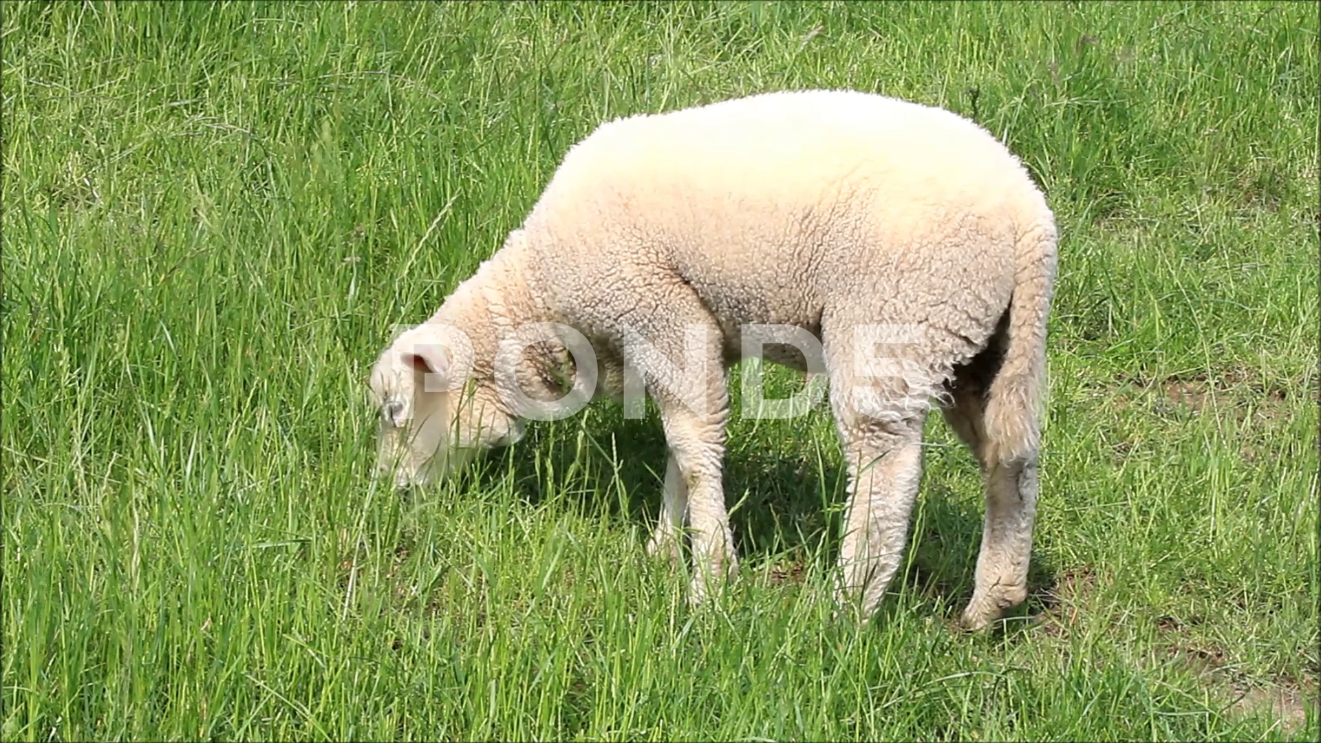 Lamb grazing on meadow ~ Hi Res Video #80934271