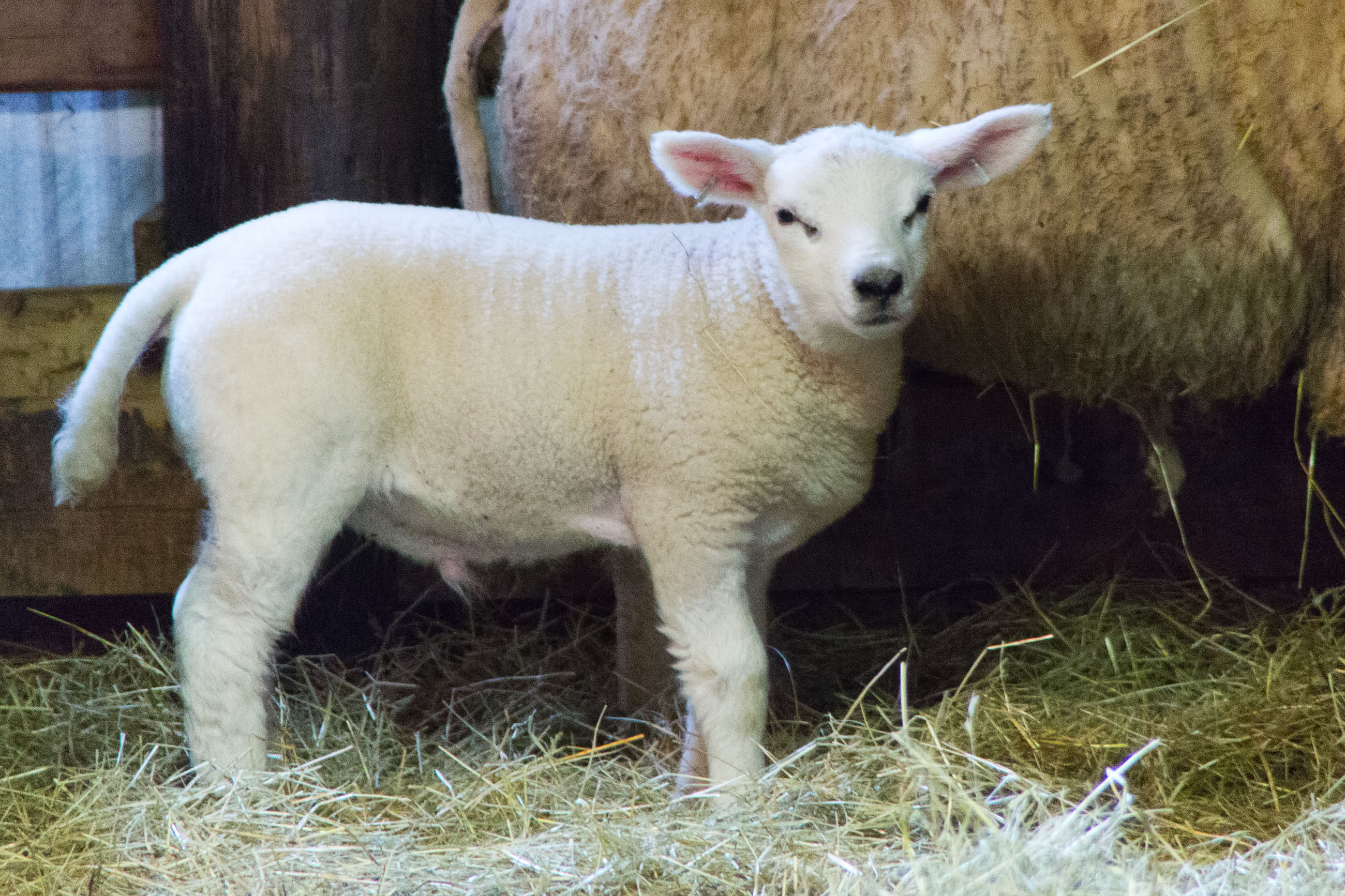 Lamb, Adorable, Soft, Maternal, Naive, HQ Photo