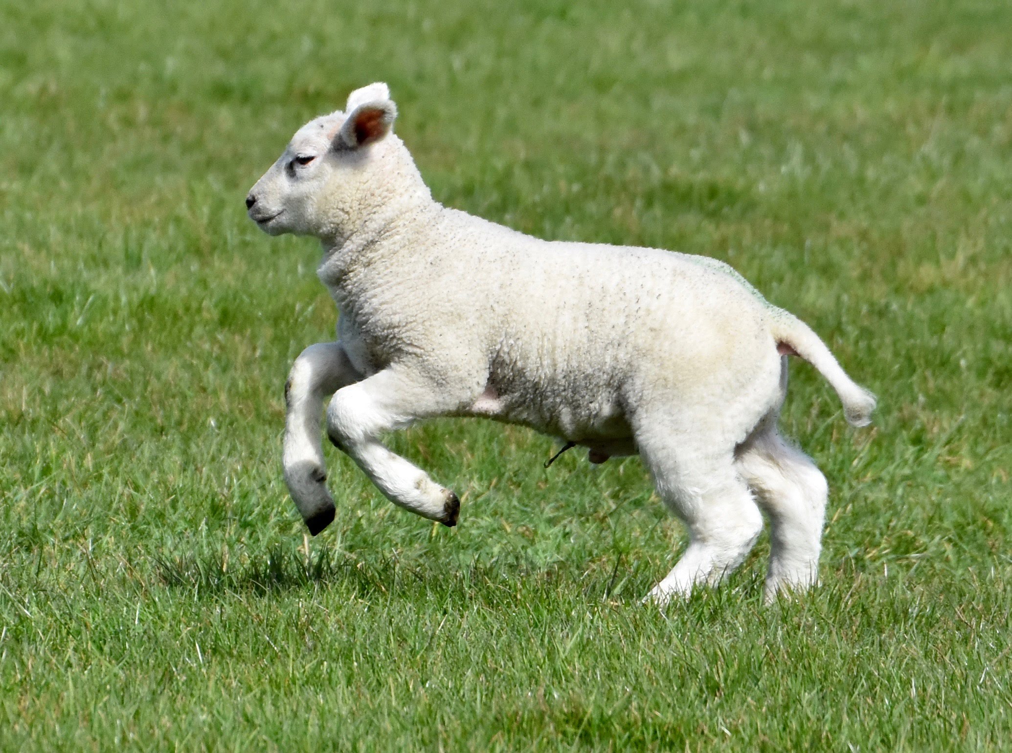 Happy Lambs Playing in the Pasture - YouTube