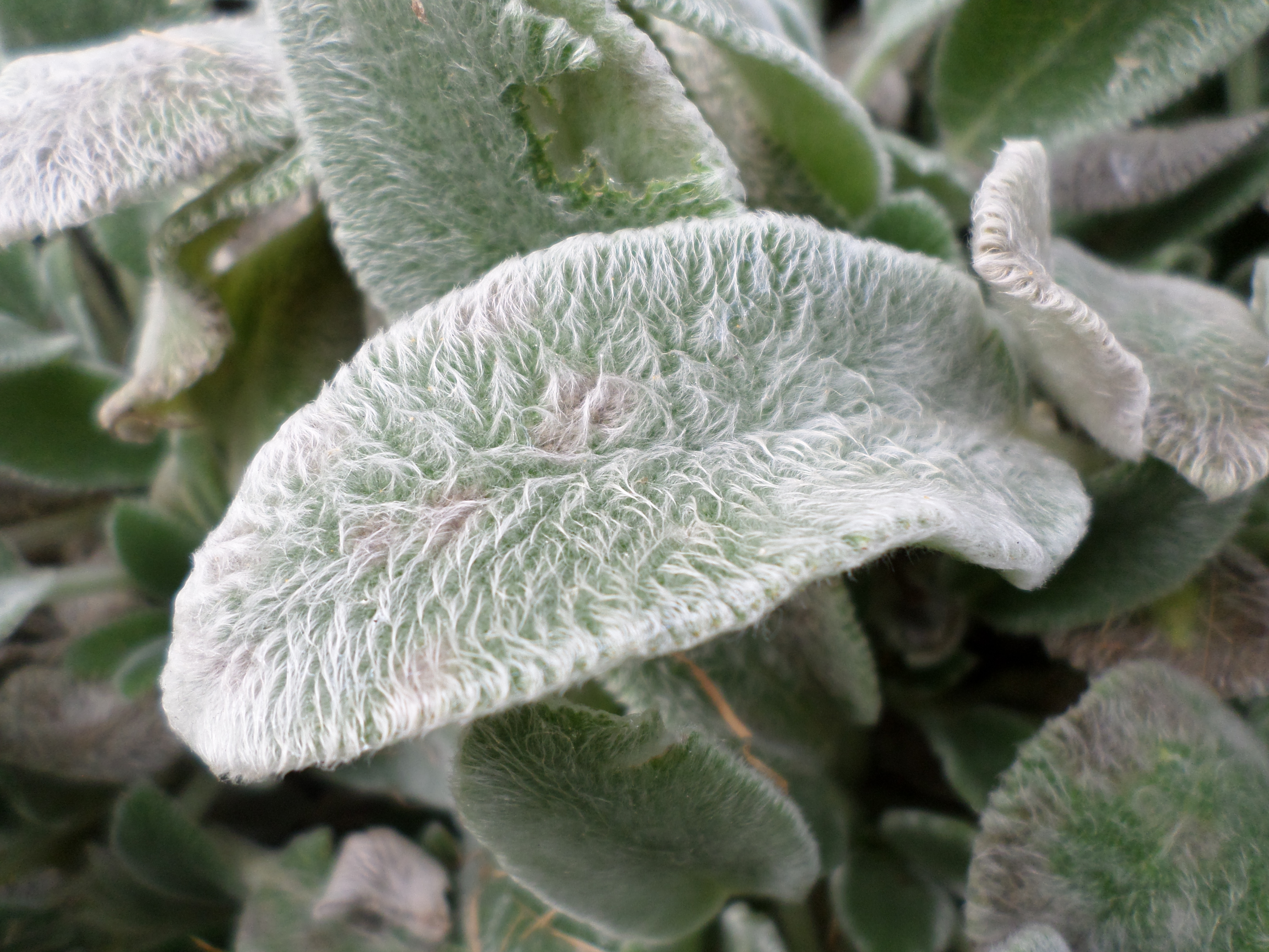 Lambs ear or stachys byzantina leaves photo