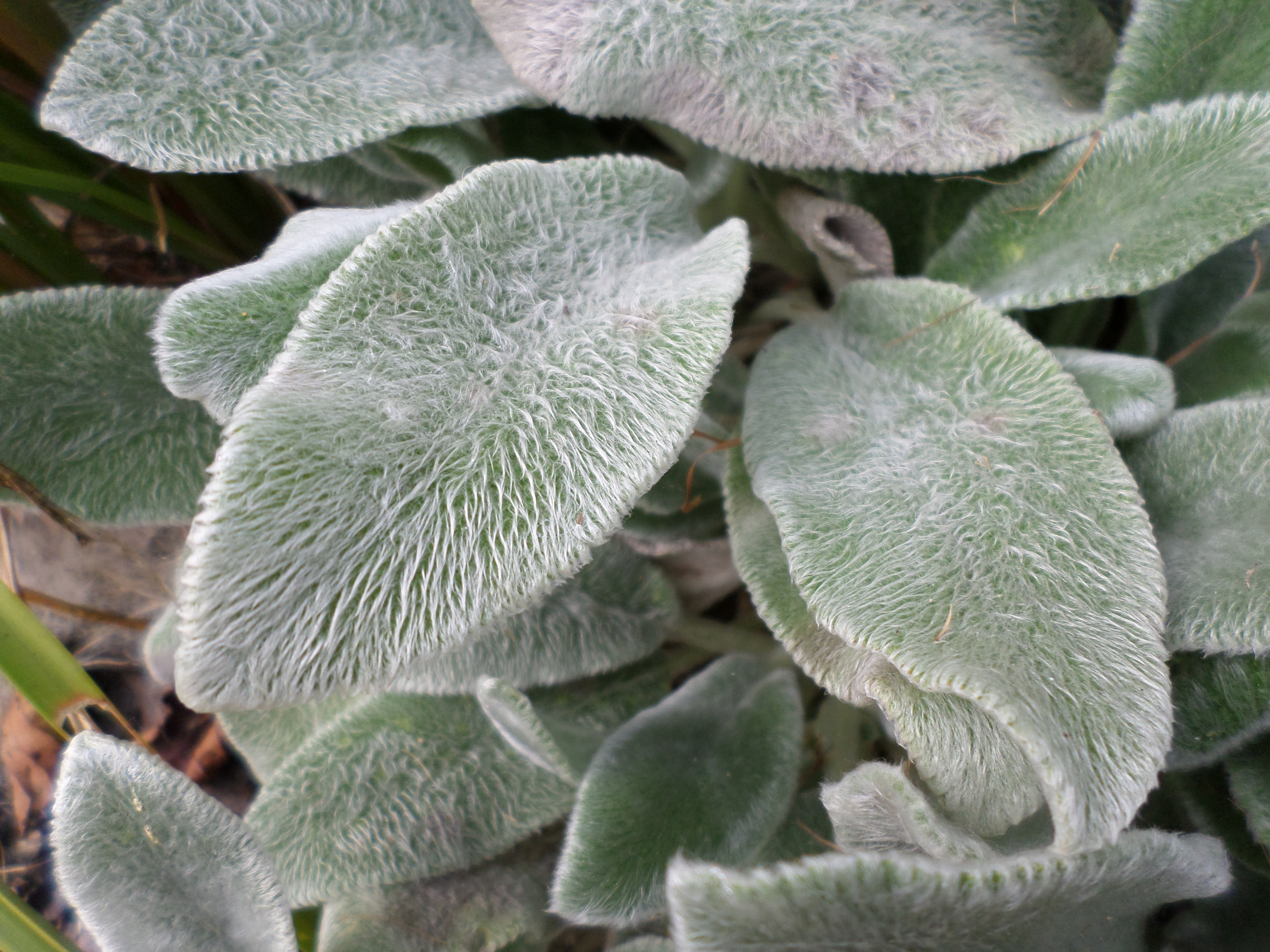 Lambs ear or stachys byzantina leaves photo