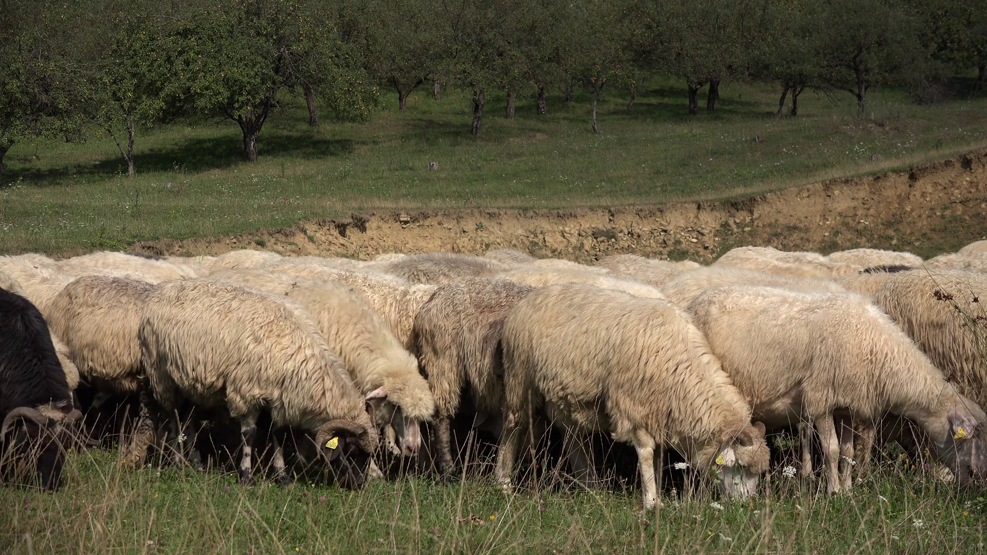 Sheep View, Herd Flock of Lambs Grazing on Grassland, Pastoral Image ...