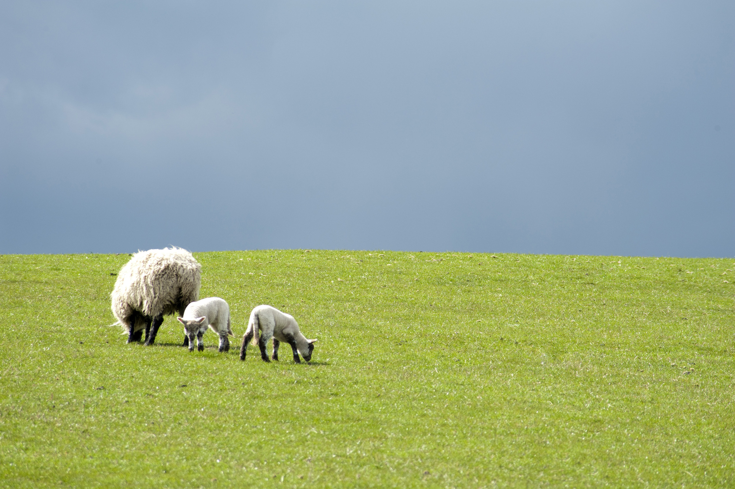 Free image of Twin Spring Lambs