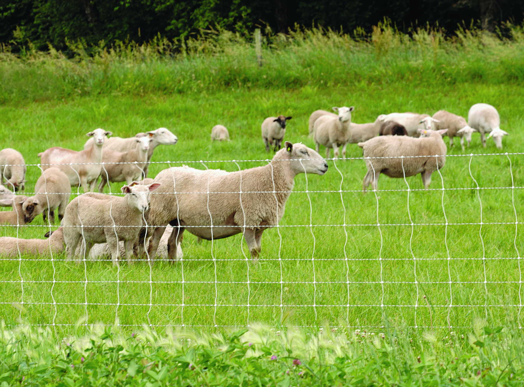 Advantages of Rotational Grazing –