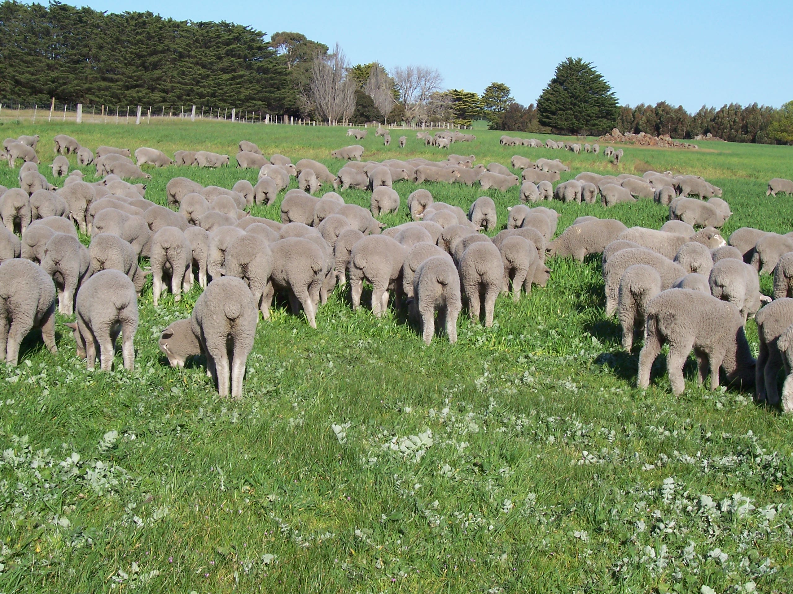 Growing weaner sheep | Agriculture and Food
