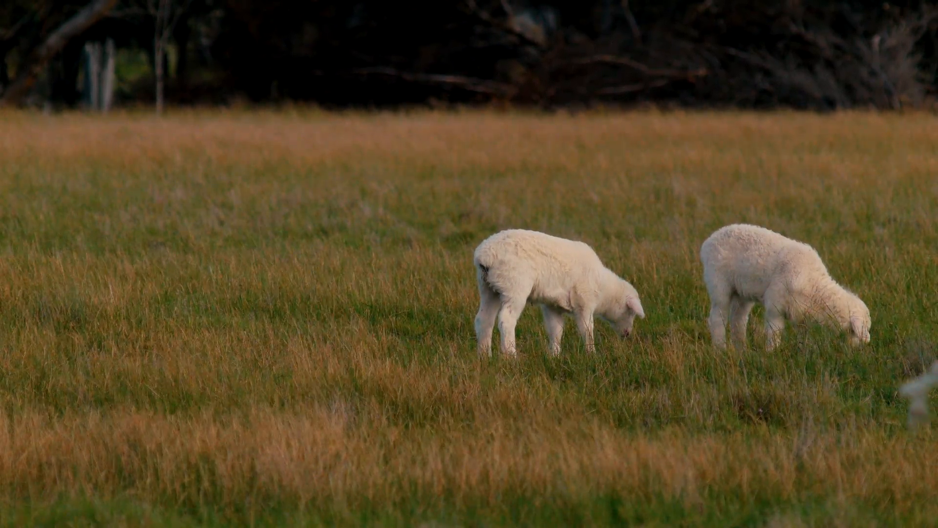 Twin Lambs Grazing In A Field Stock Video Footage - VideoBlocks